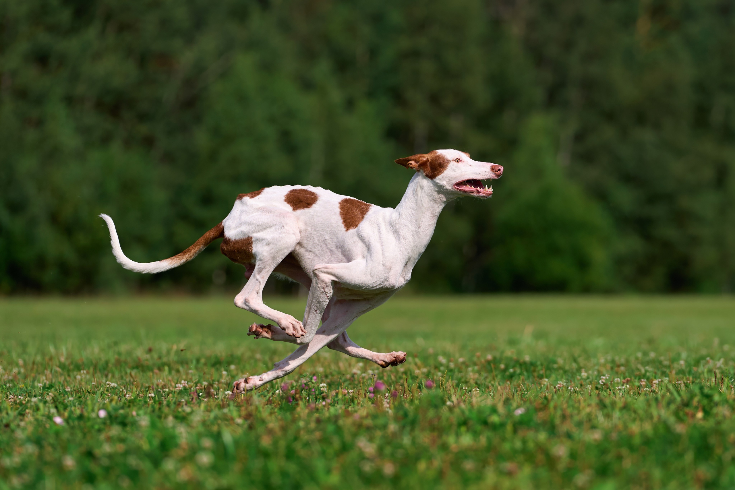 Тренировка в Донино. Фотограф-анималист Михаил Манухин