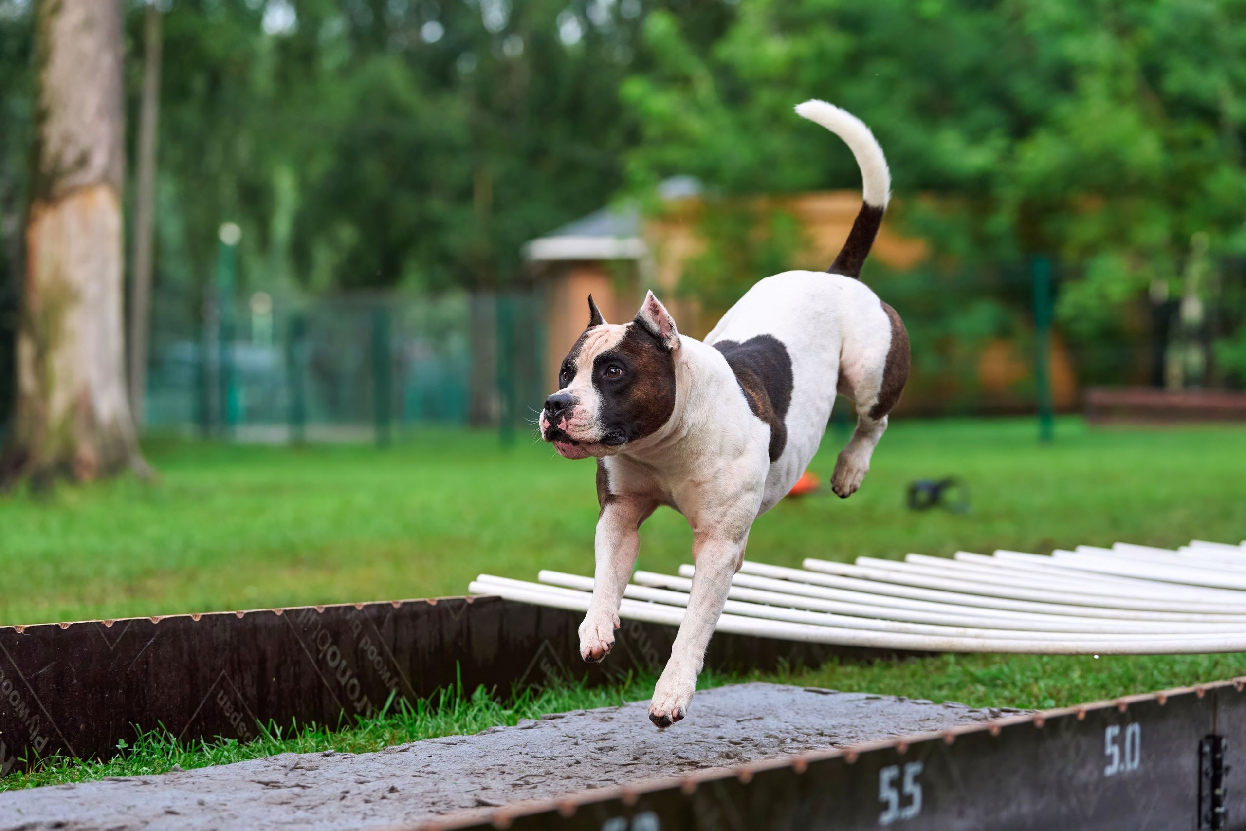 Jump'n'Gym JUMP! — 2024. Фотограф-анималист Михаил Манухин