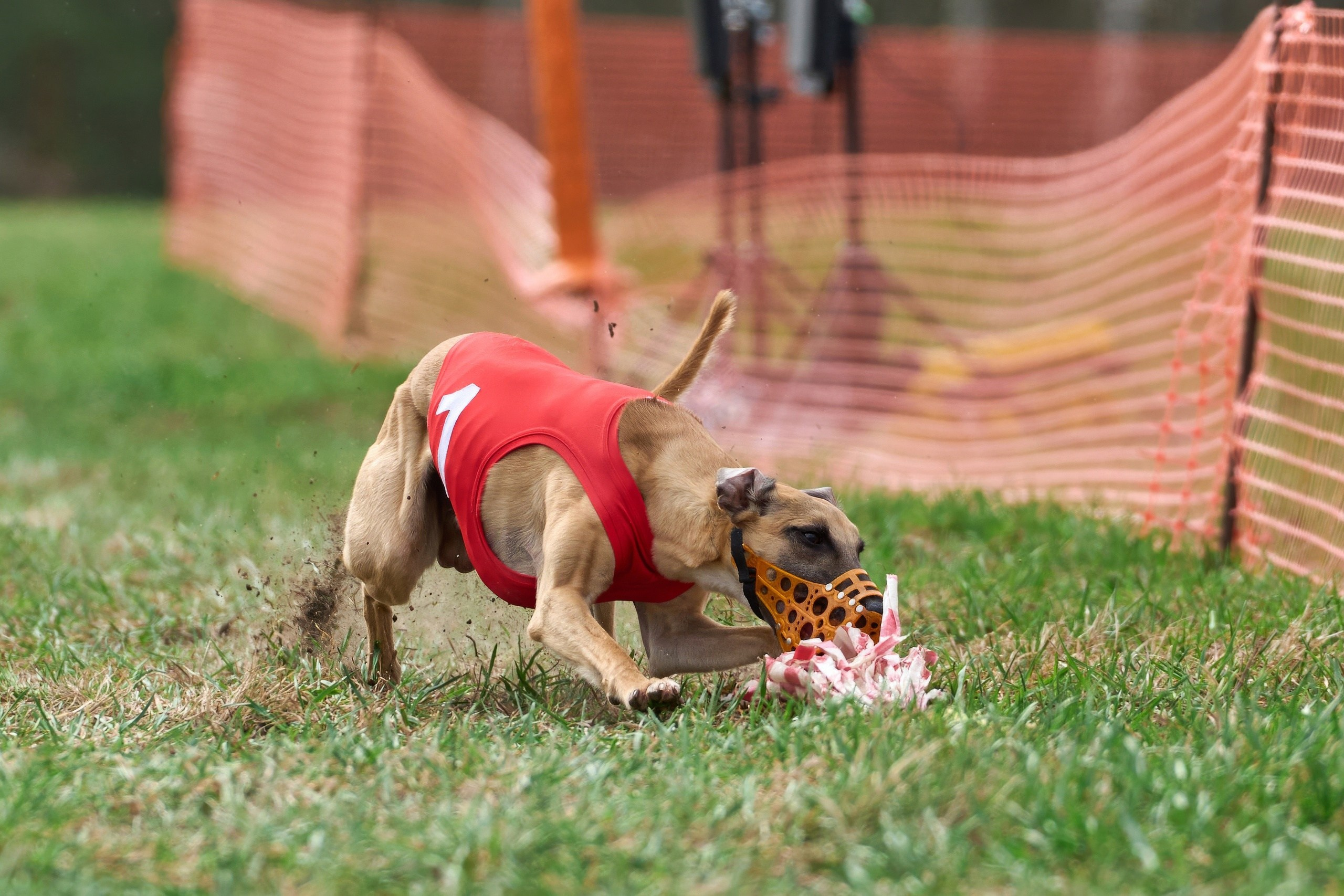 Квалификация по рейсингу. Фотограф-анималист Михаил Манухин