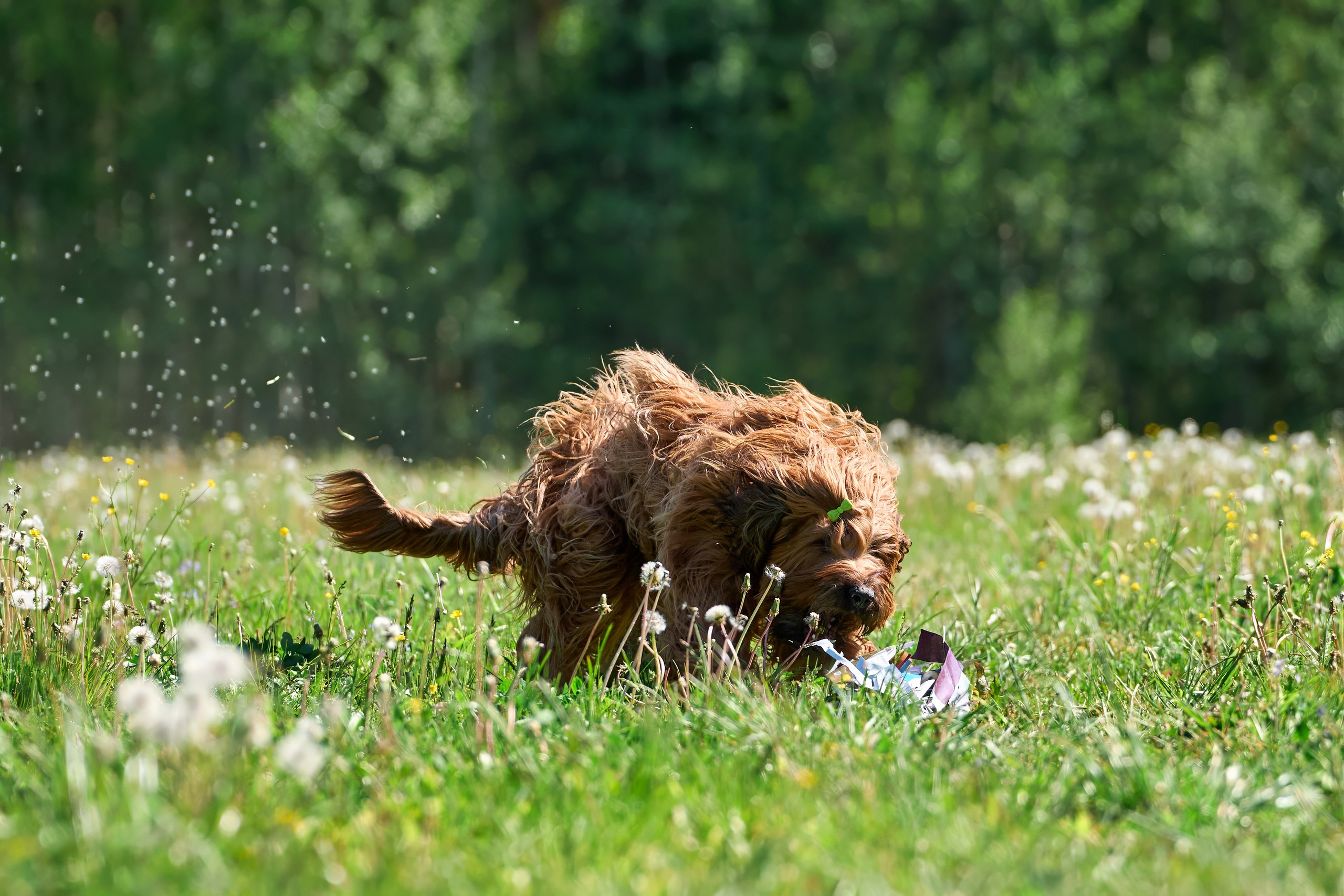 Тренировка по курсингу Донино. Фотограф-анималист Михаил Манухин