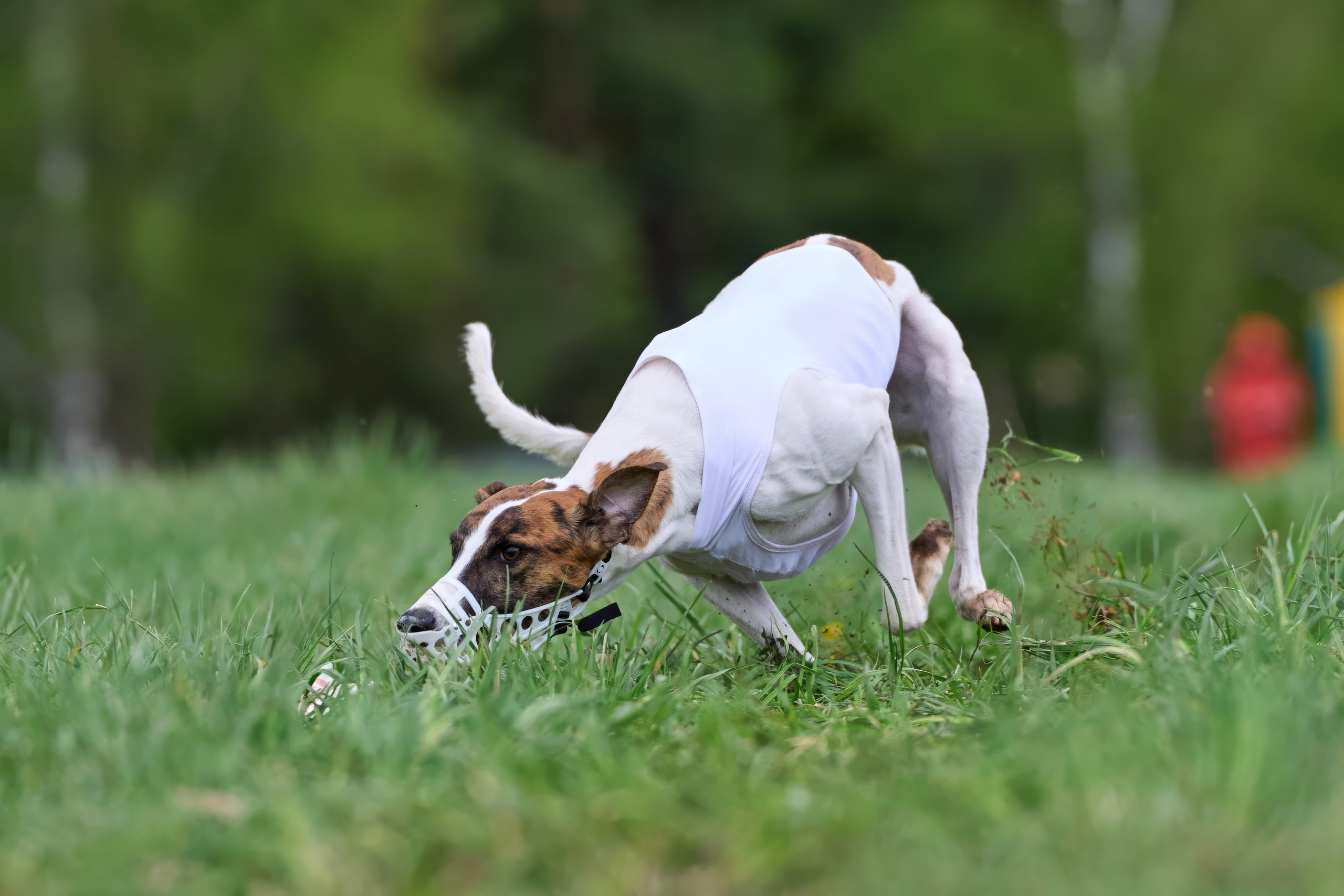 ПЧРКФ по курсингу. Фотограф-анималист Михаил Манухин