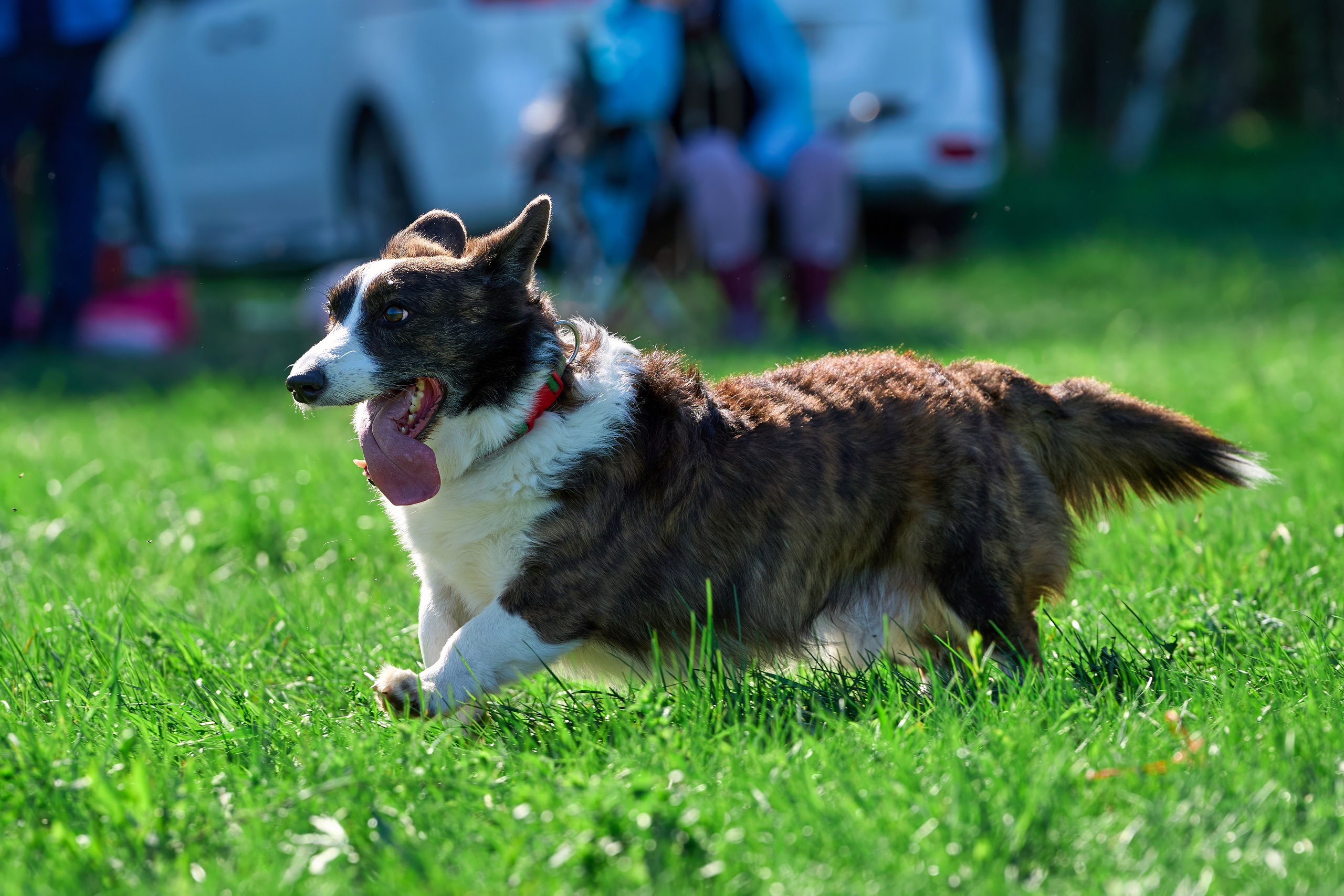 Тренировка по курсингу Донино. Фотограф-анималист Михаил Манухин