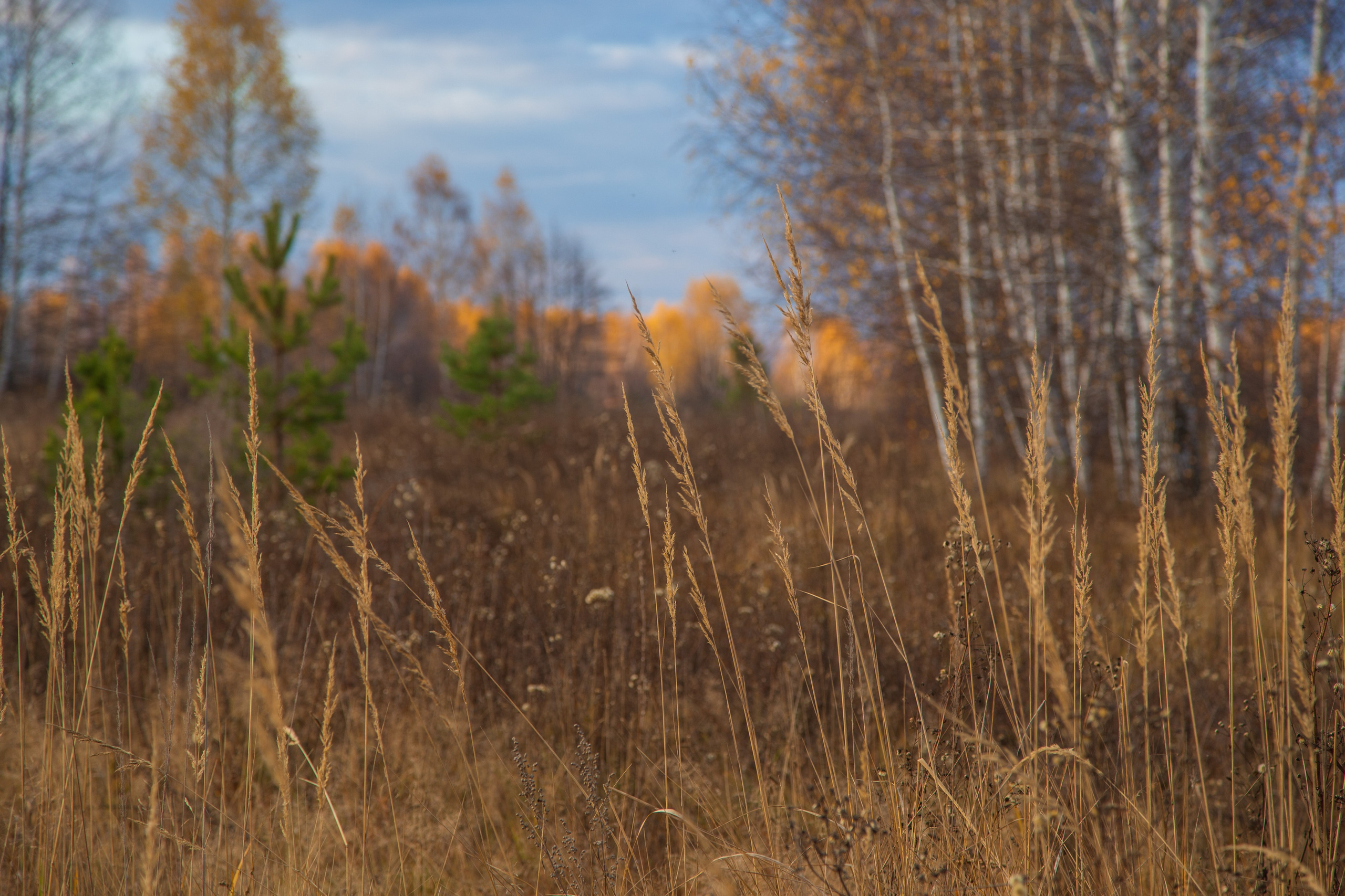 ТВОРЧЕСТВО. Творческая студия АЛНИфото