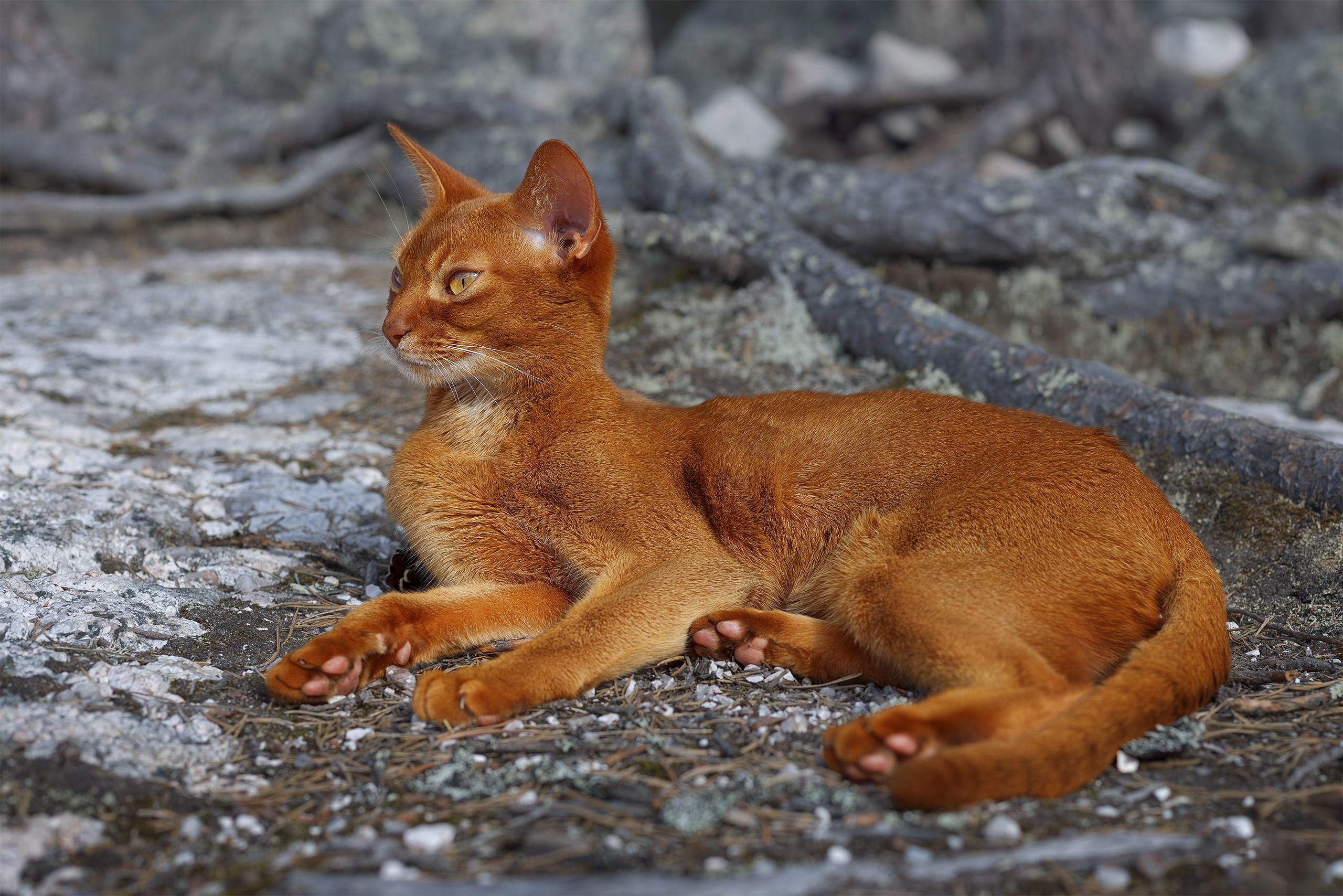 Котики. Сайт фотографа Елены Михайловой. Фотосессии на пленэре в Сестрорецке