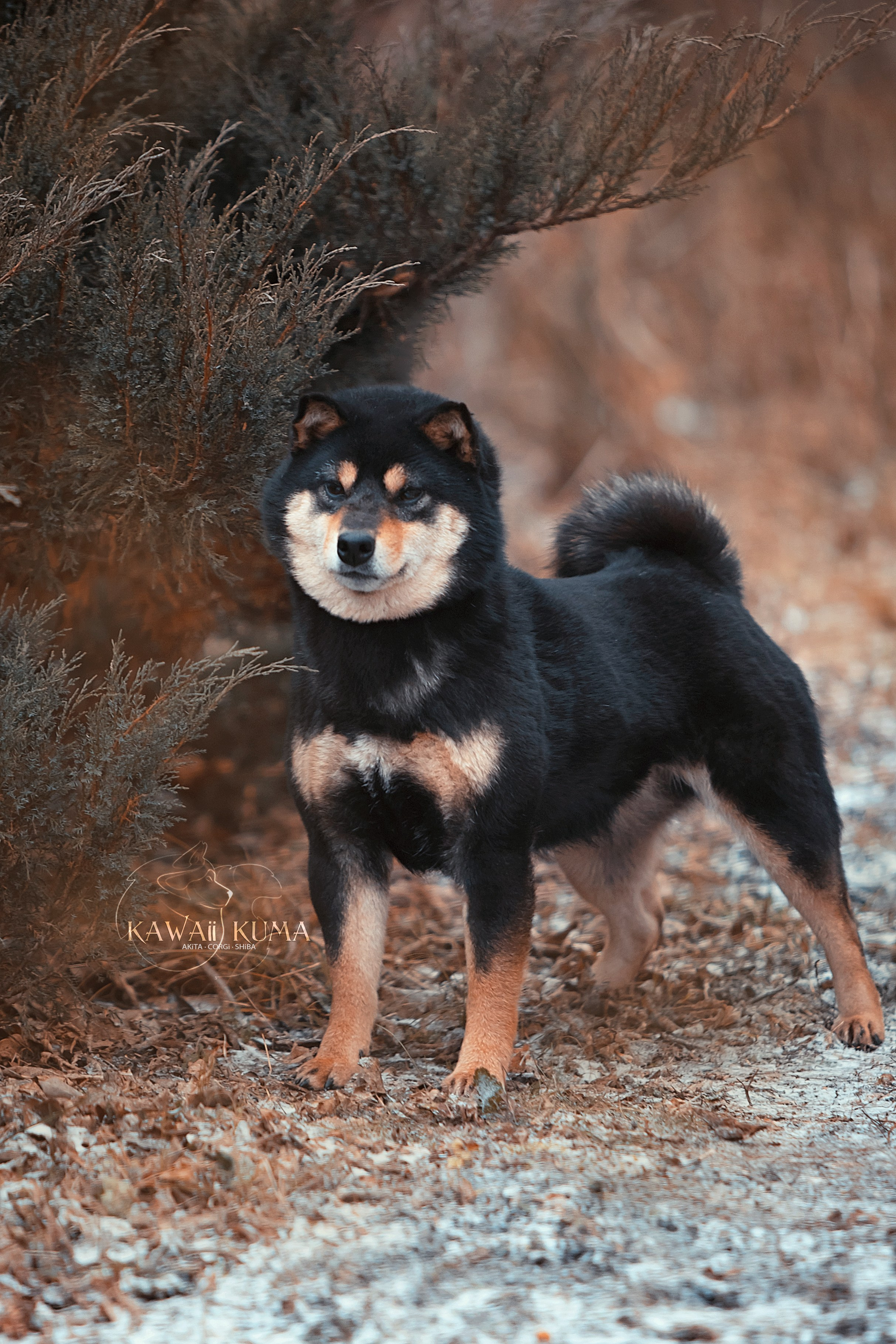 Kawaii Kuma питомник собак пород Корги пемброк, Акита ину, Сиба