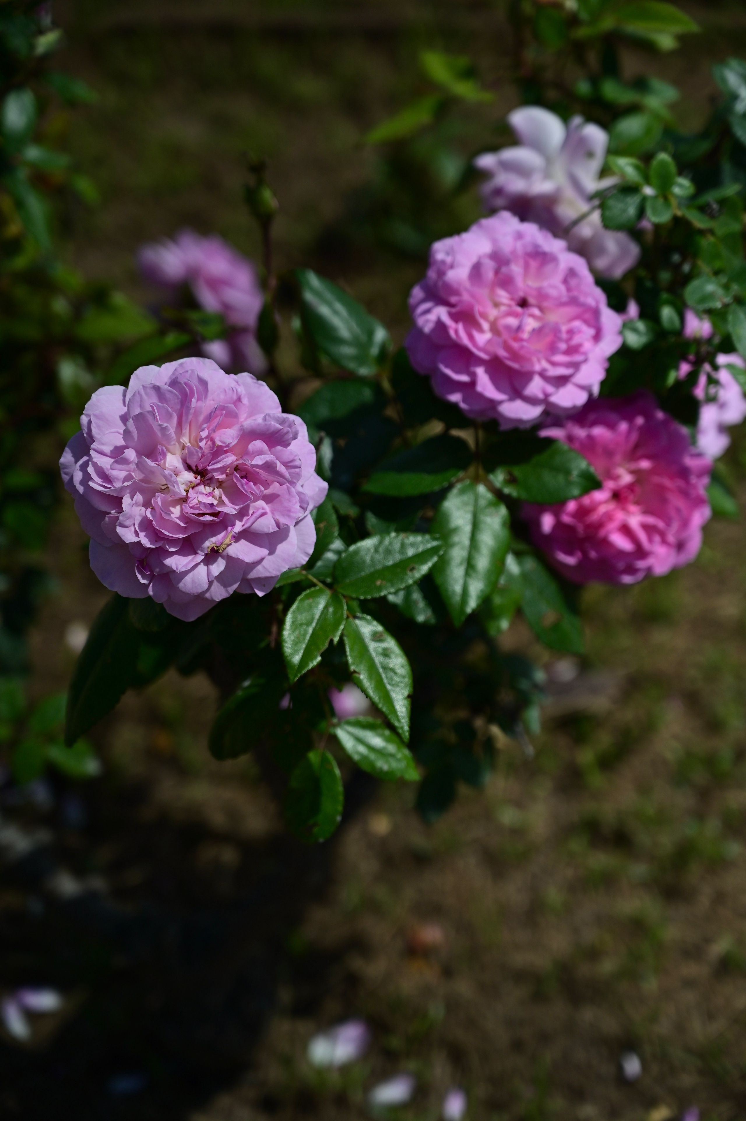 Парки Валенсии. Гид и фотограф в Валенсии Новиков Михаил
