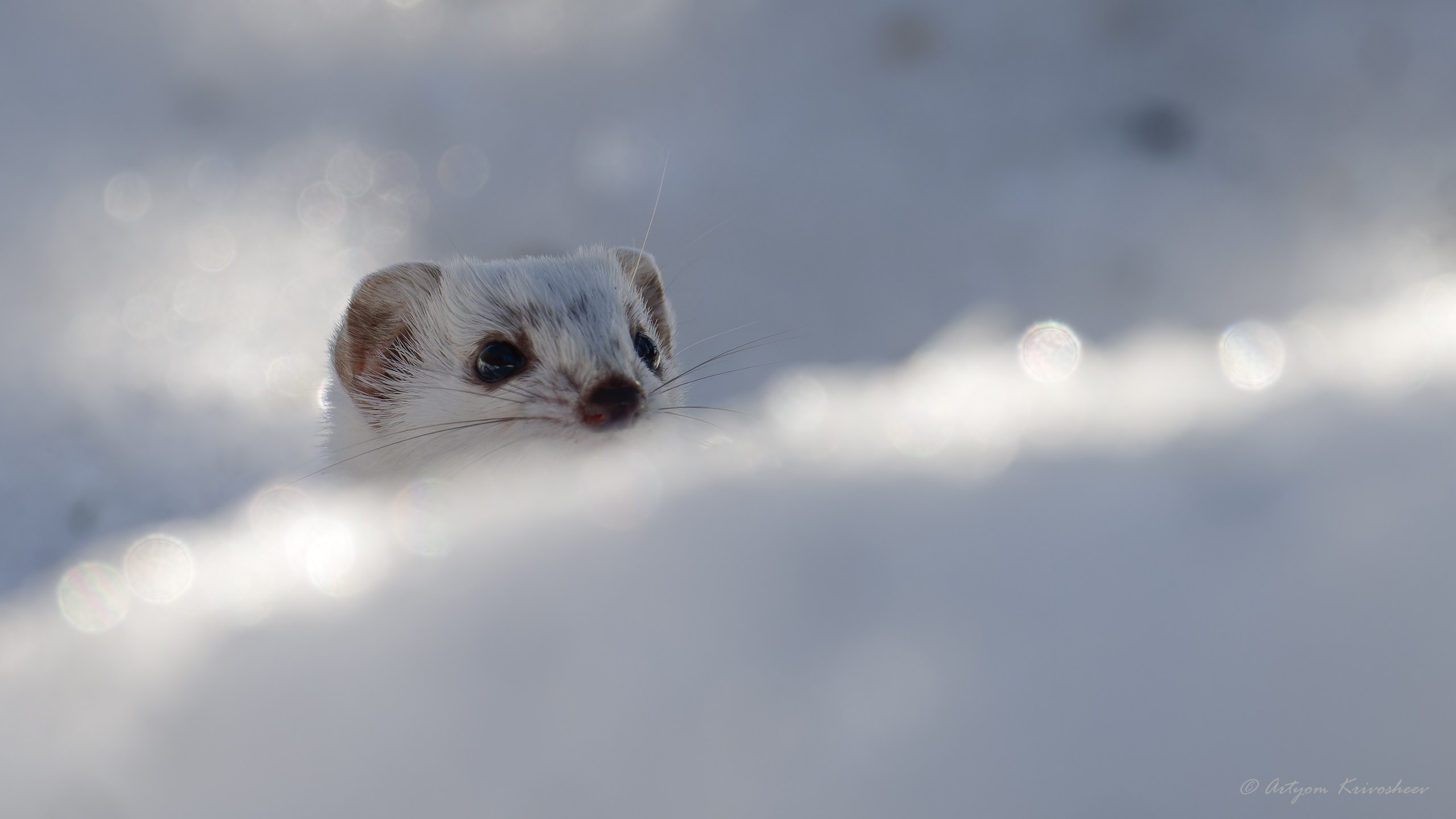 Ласка (лат. Mustela nivalis). Фотограф и путешественник Артём Кривошеев