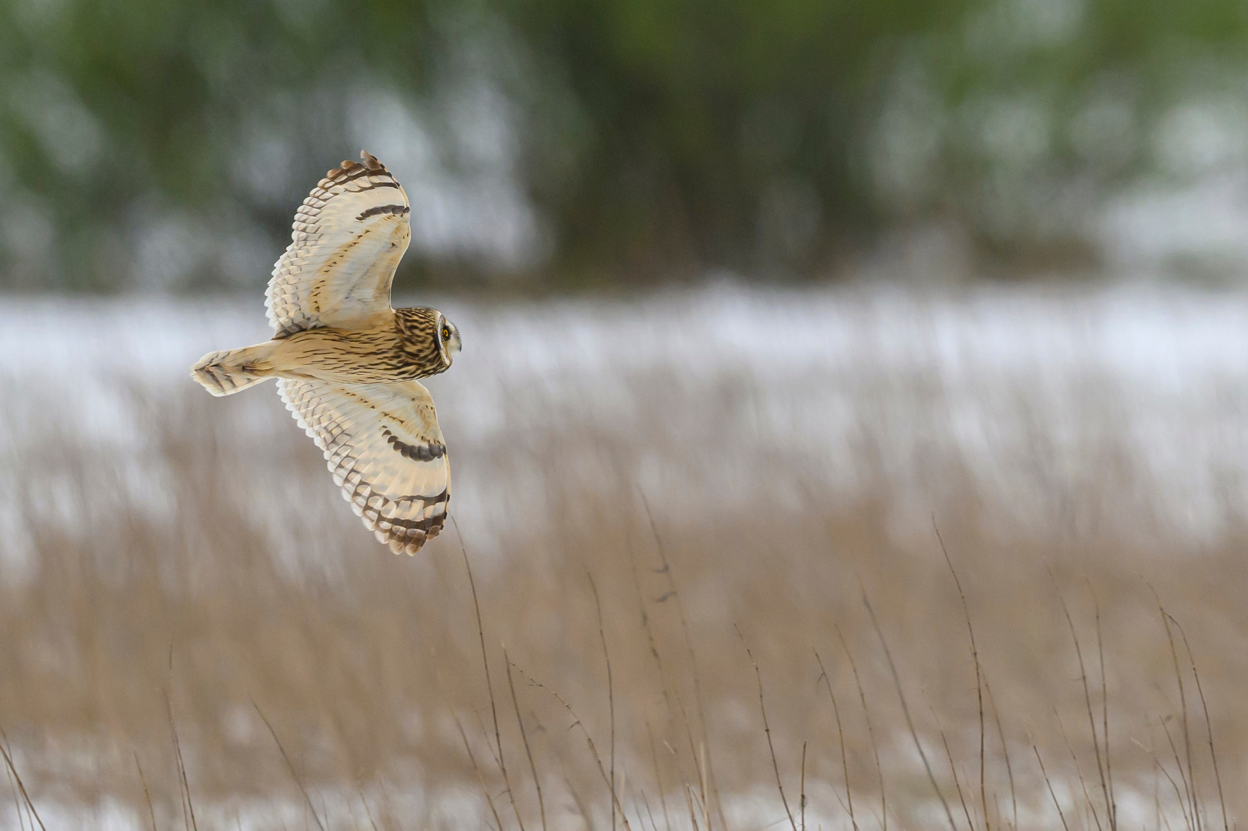 Снегопад. Wildlife photography by Sergey Puponin