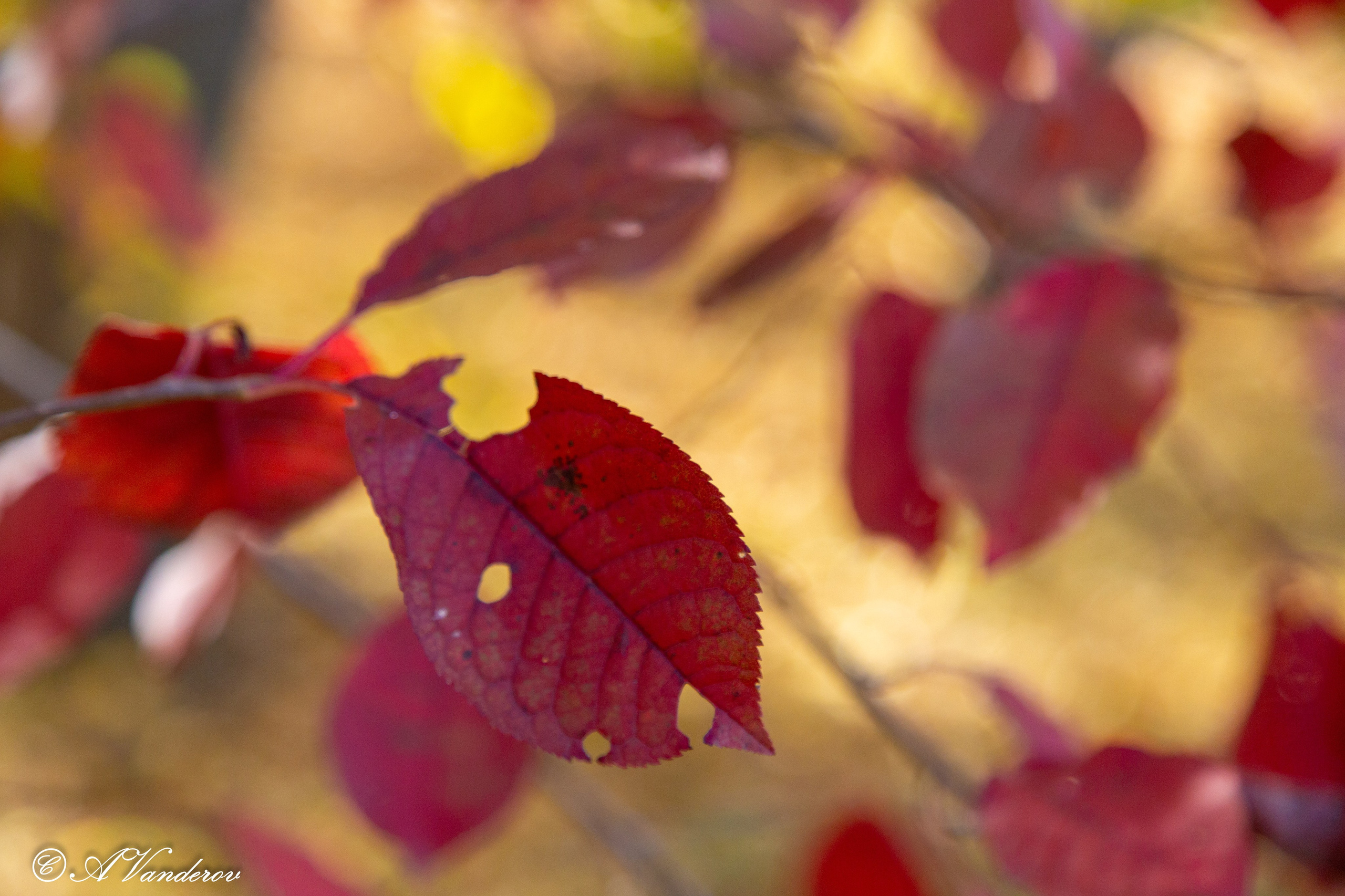 День ходьбы 2024. Фотограф Омск | Александр Вандеров