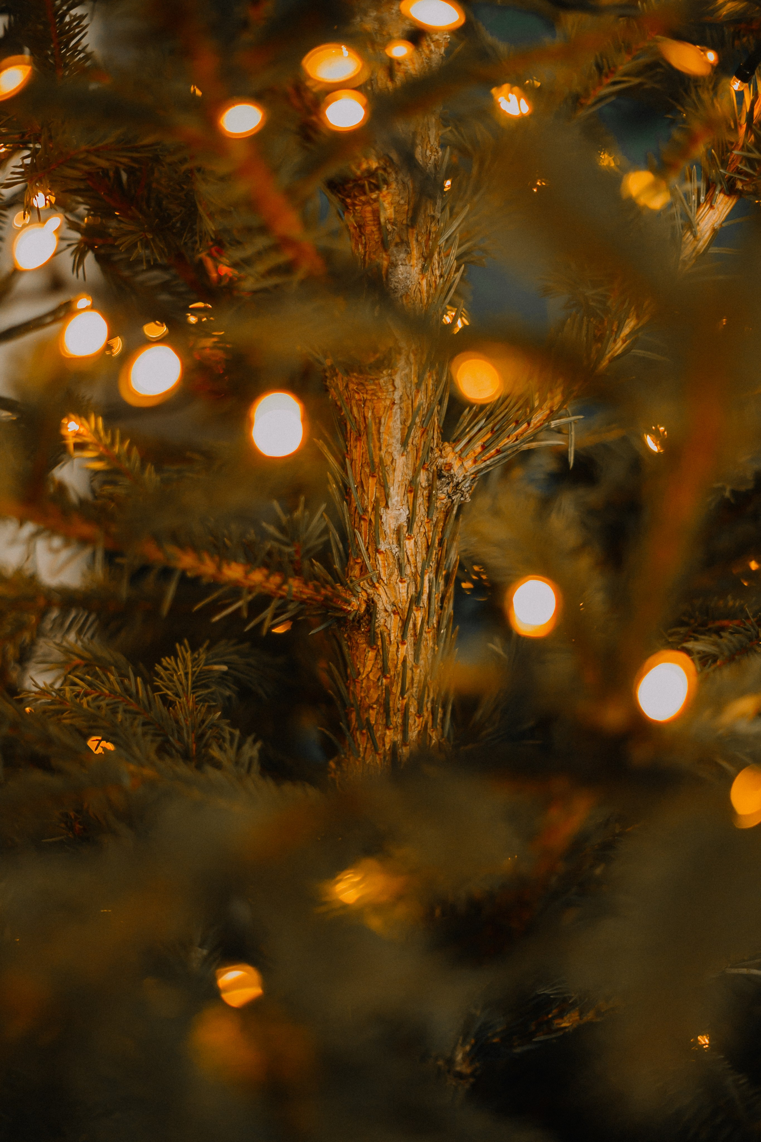 Портфолио animal. Фотограф — анималист Маргарита Хелбен Краснодар