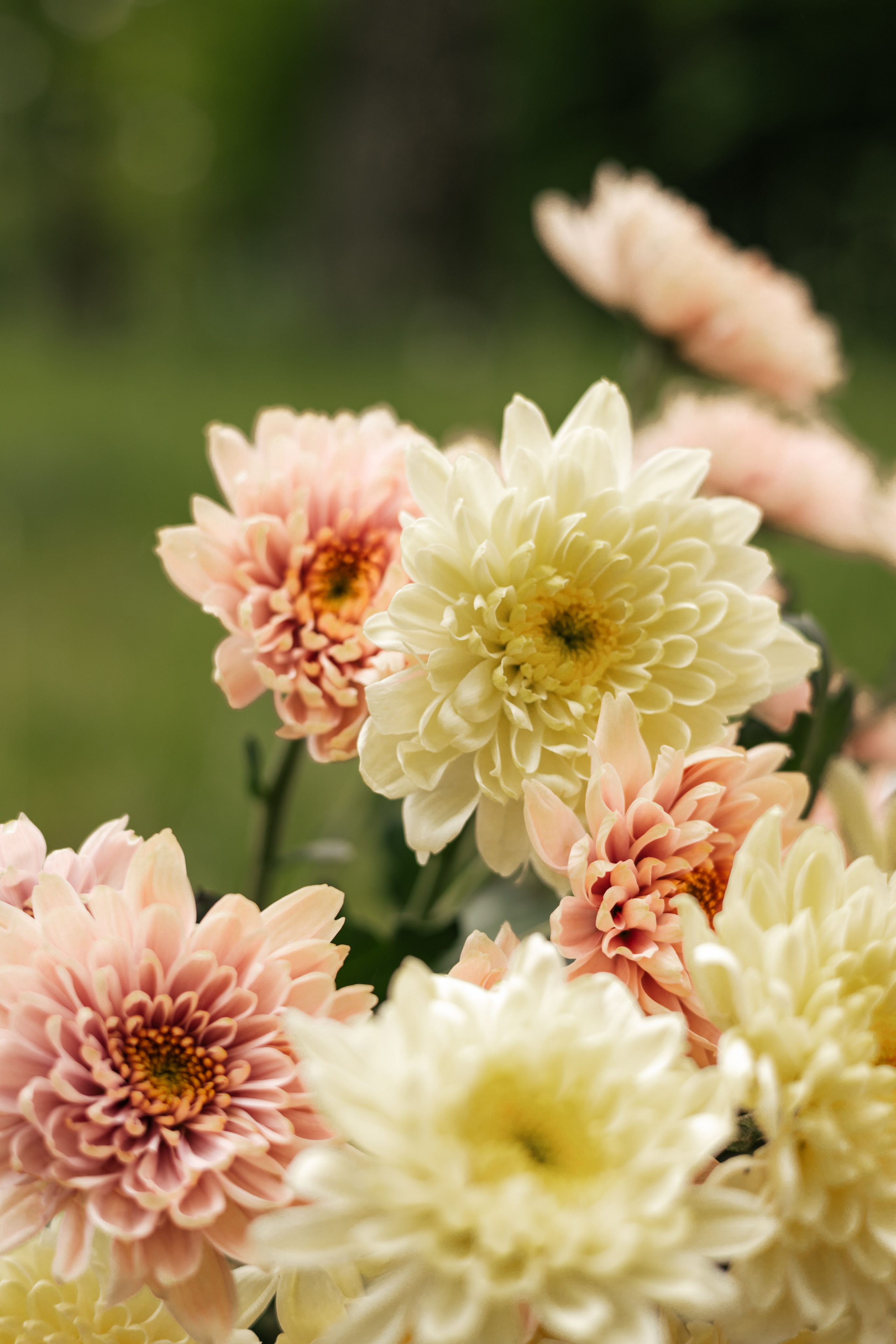 Фотопроект ИЮНЬ. Семейный и детский фотограф в Санкт-Петербурге Авдошова Надежда