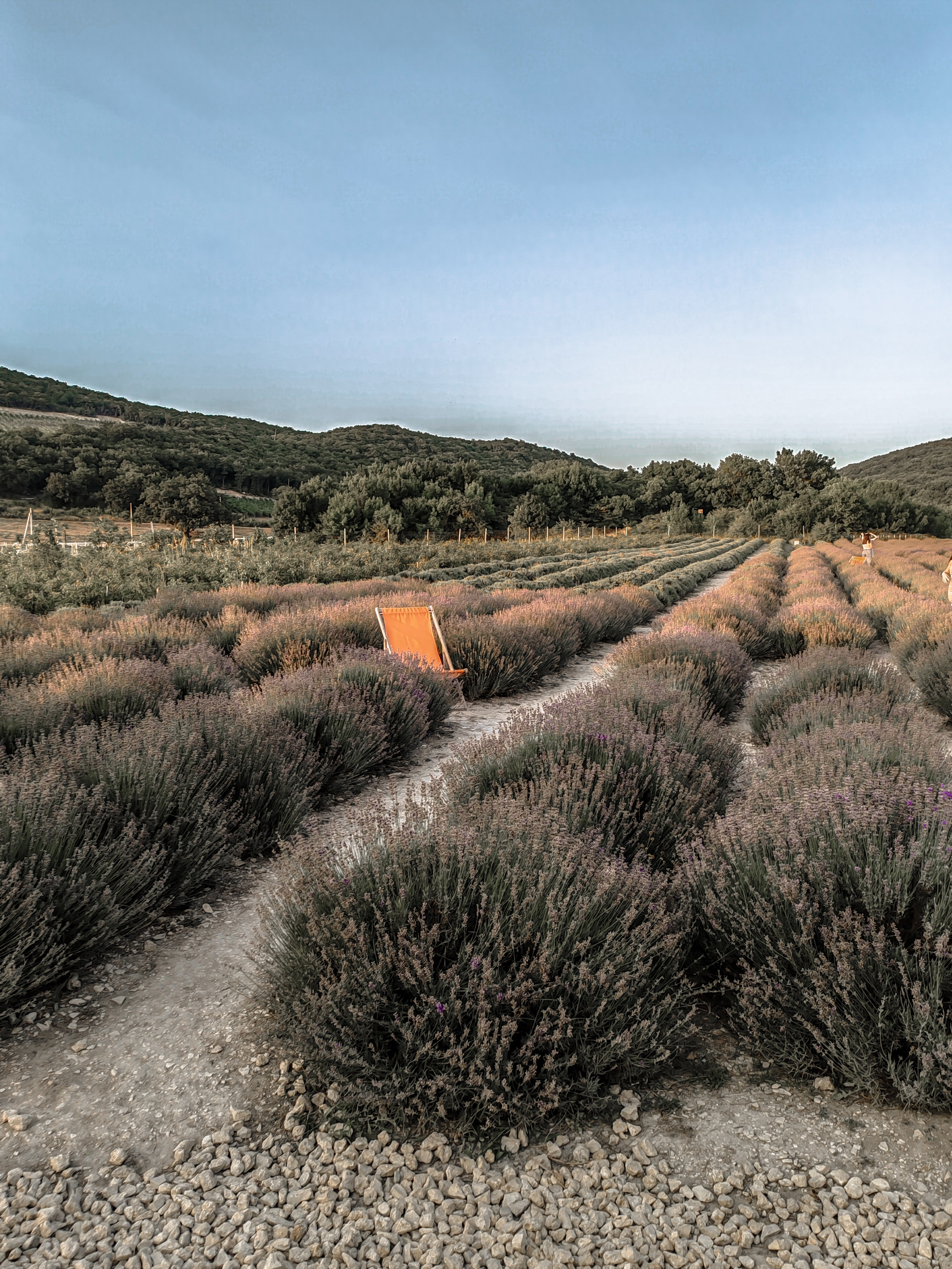 Прогулка по лавандовом у полю 🪻. Женский портрет и немного больше в Санкт-Петербурге