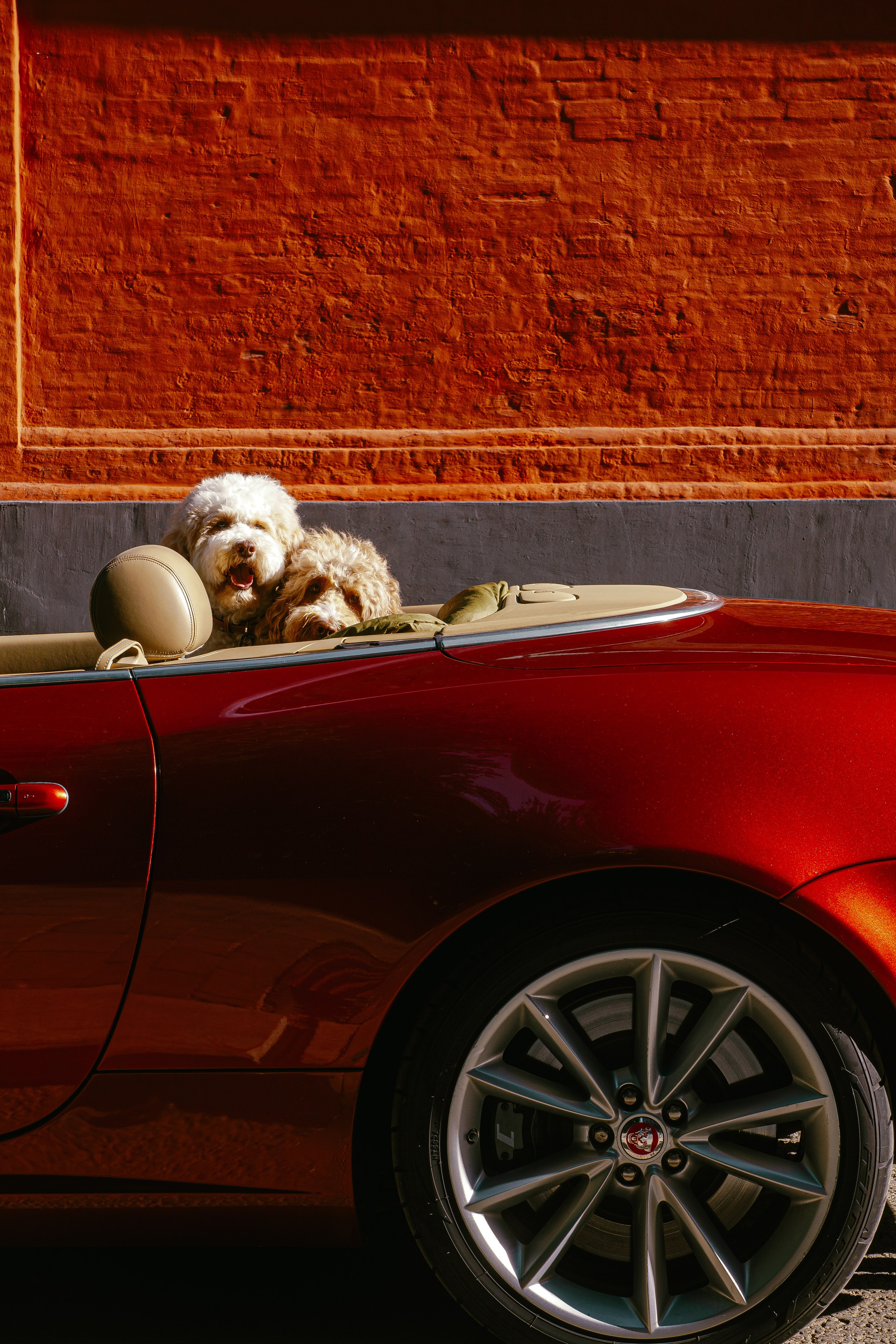 Фотосъемка груминг салона , съемка собак в кабриолете. Жуков Илья свадебный фотограф в Москве
