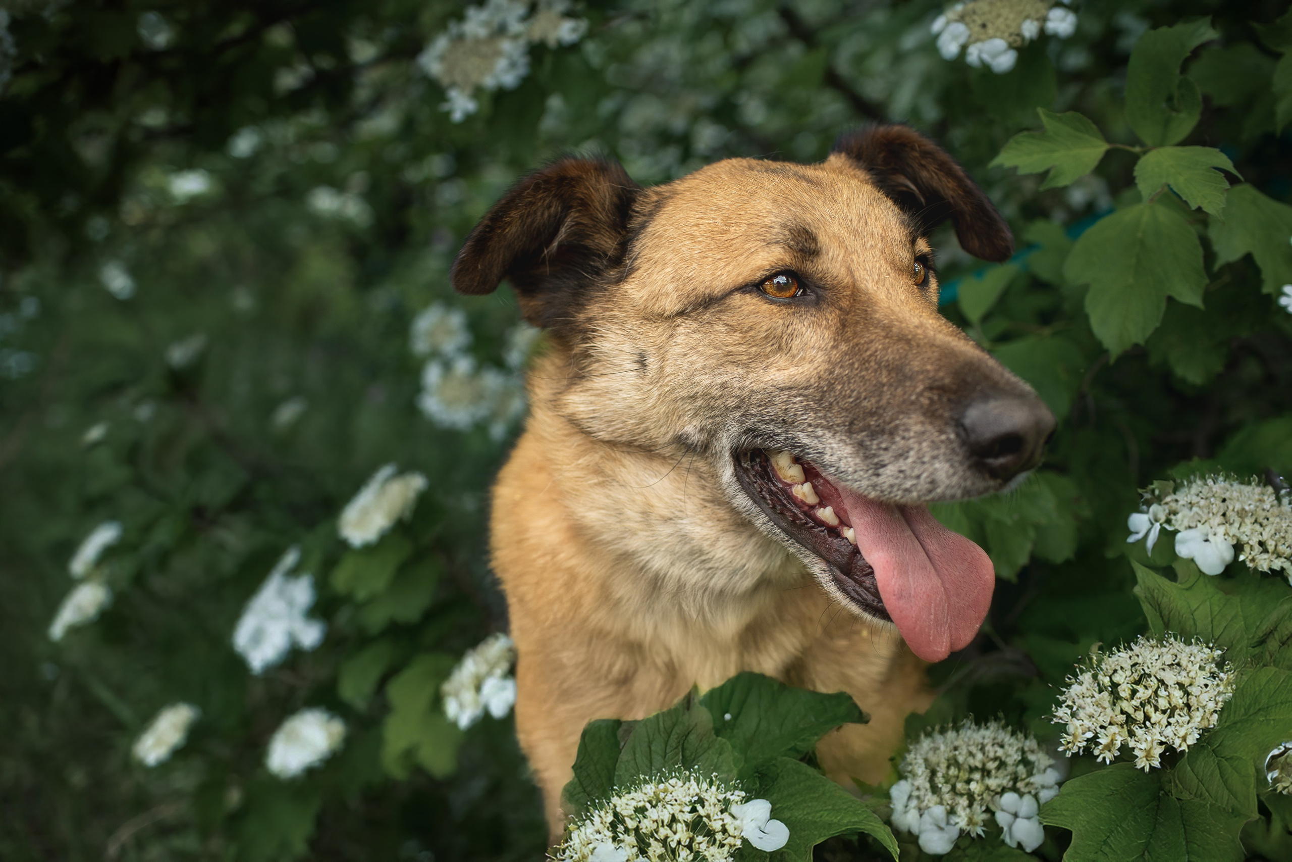 ИЩУТ ДОМ. Фотограф-анималист в Москве и Подмосковье