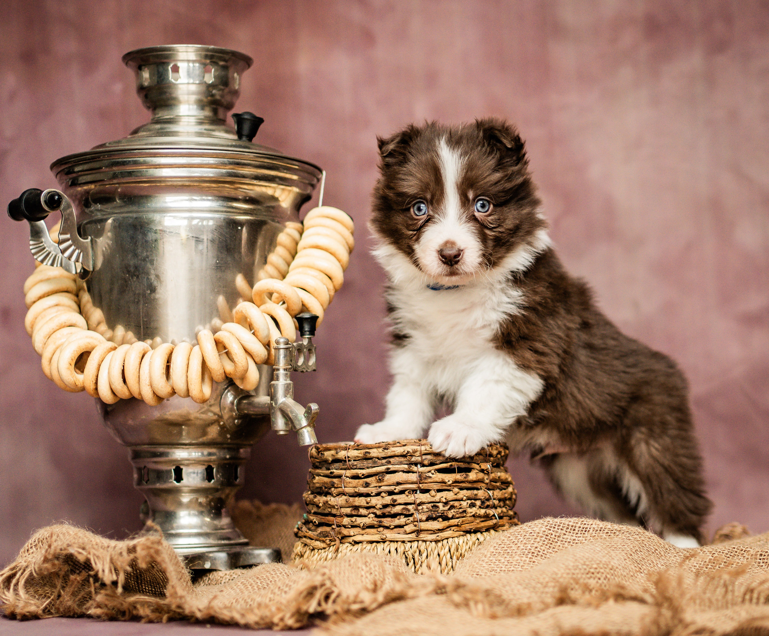 Фритсвит. Семейный фотограф Ефремова Виктория