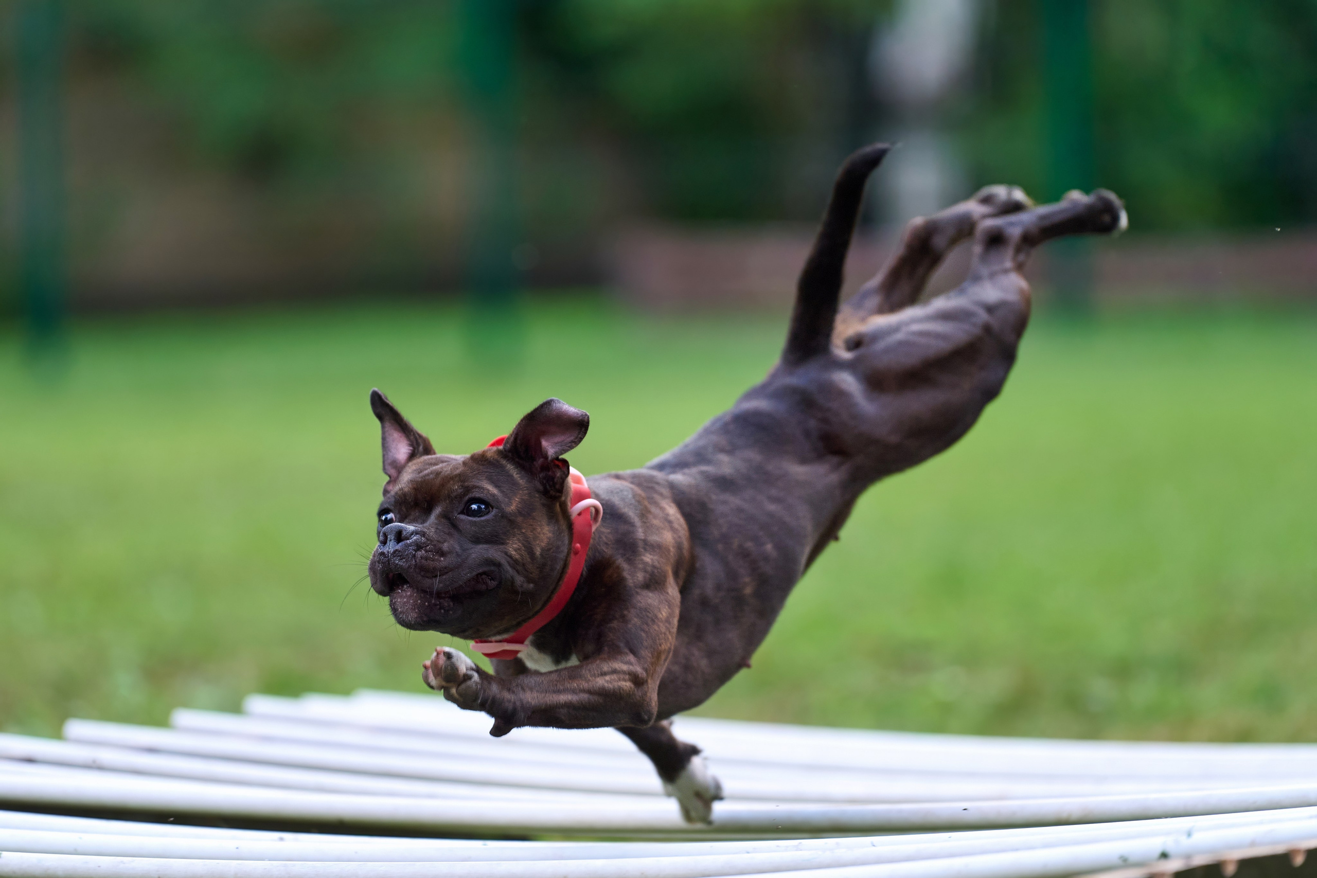 Jump'n'Gym JUMP! — 2024. Фотограф-анималист Михаил Манухин