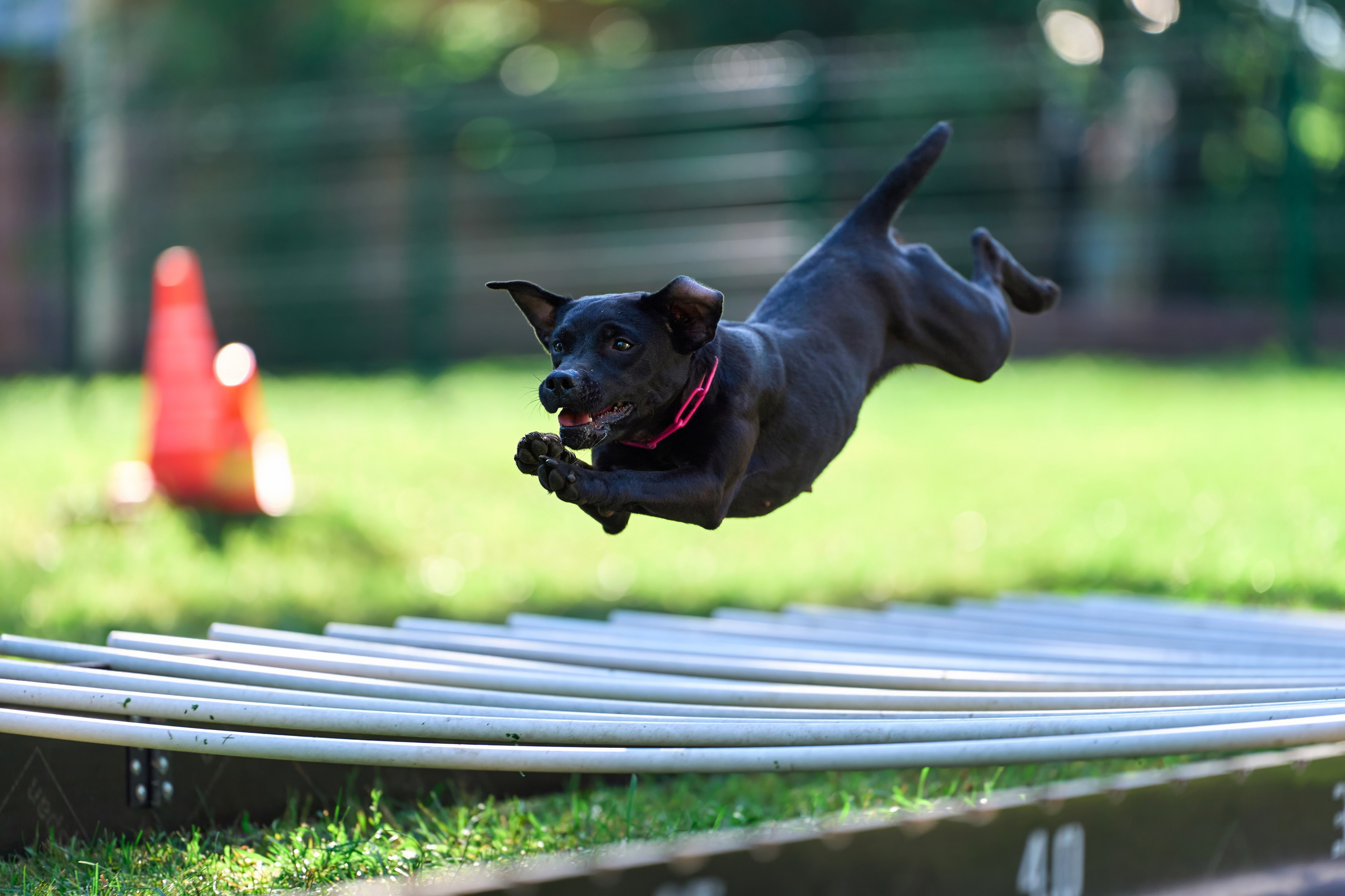 Jump'n'Gym JUMP! — 2024. Фотограф-анималист Михаил Манухин