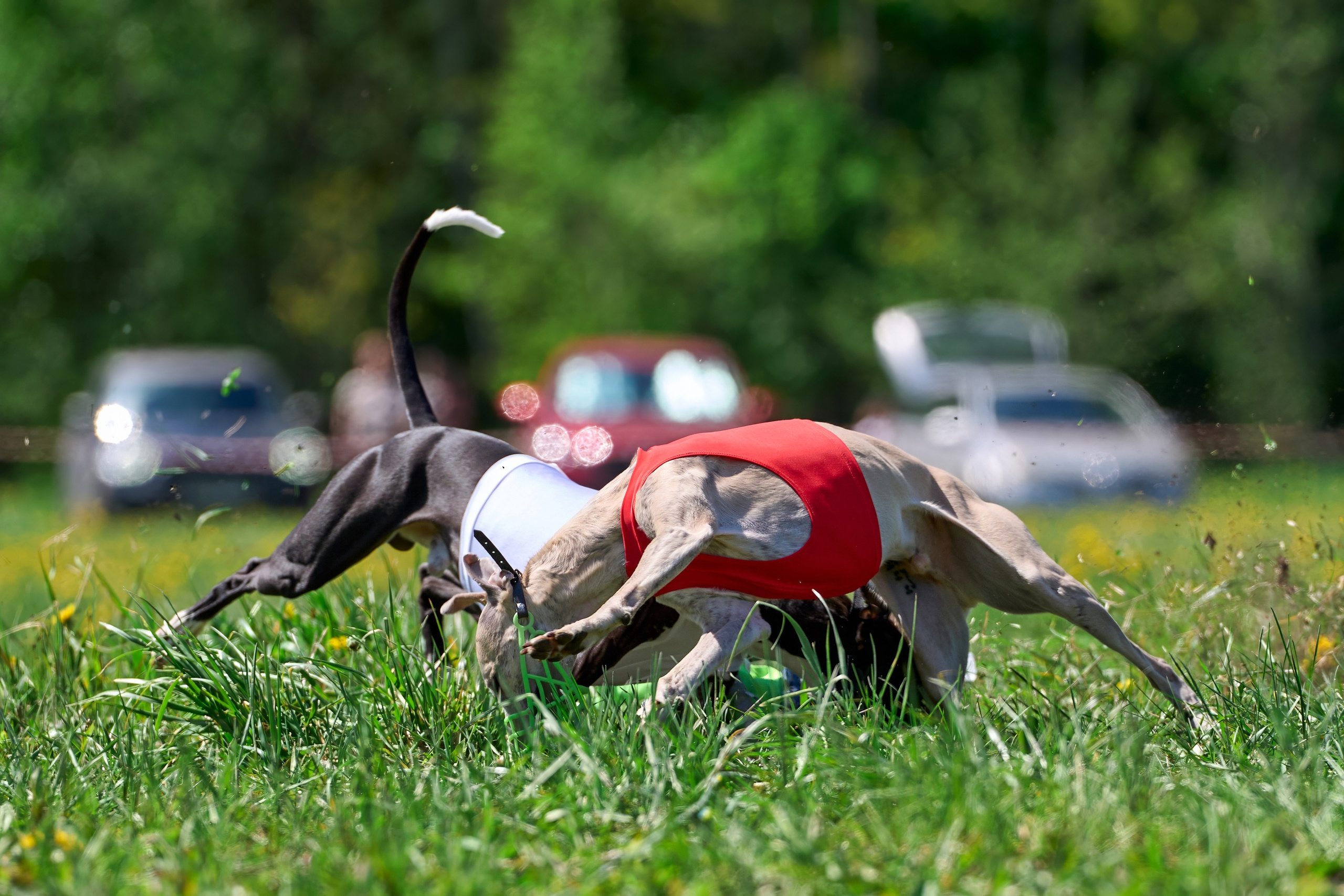 Квалификация по курсингу Донино. Фотограф-анималист Михаил Манухин