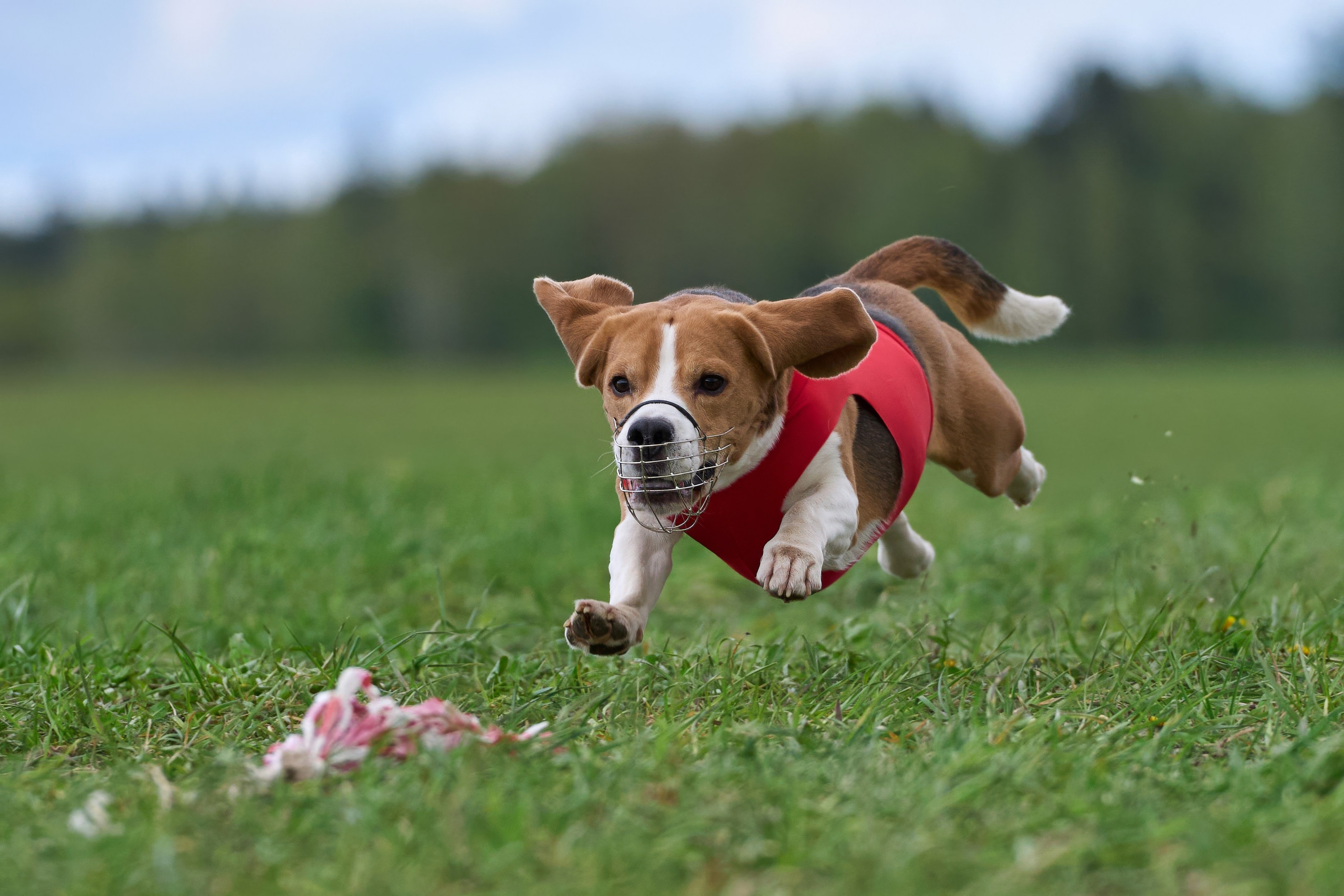 ЧРКФ по бегам за мех.приманкой. Фотограф-анималист Михаил Манухин
