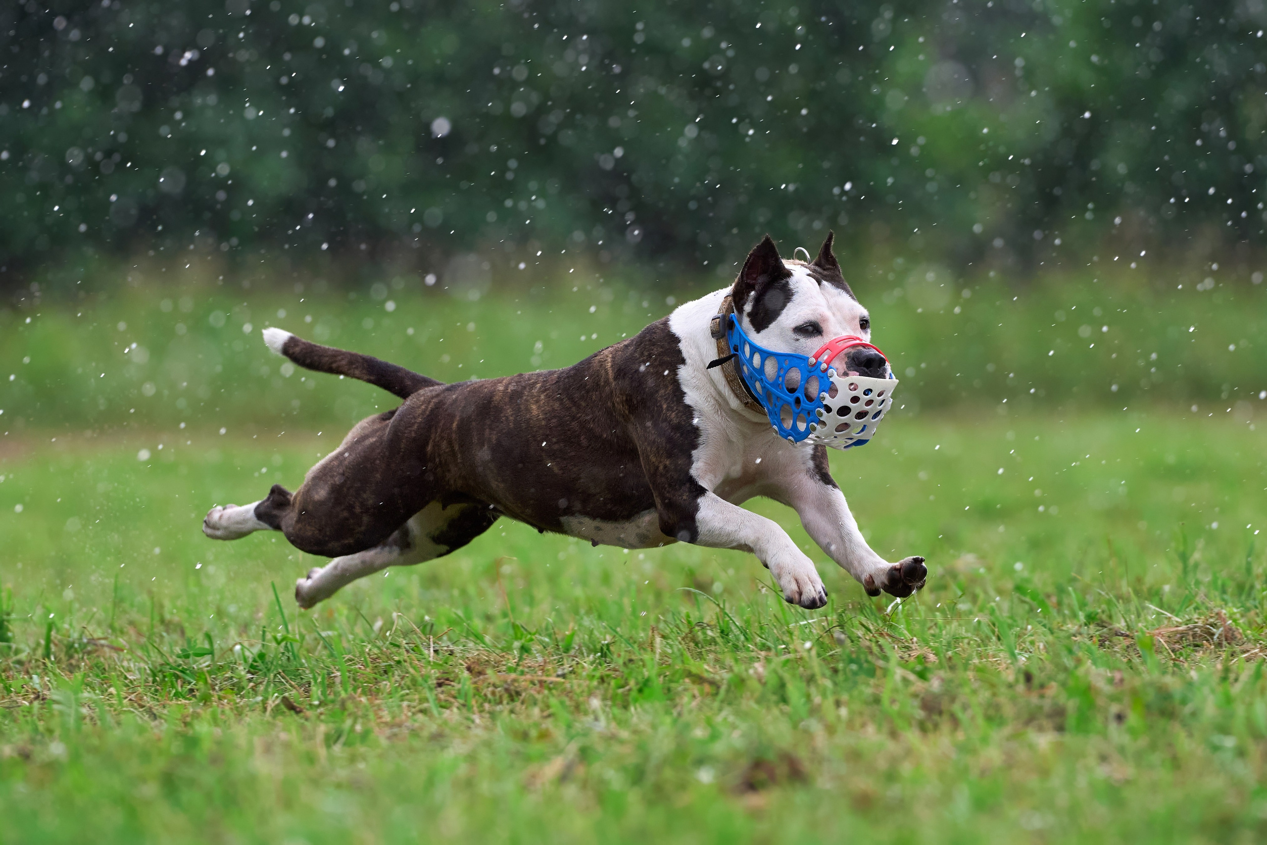 Тренировка в Донино. Фотограф-анималист Михаил Манухин