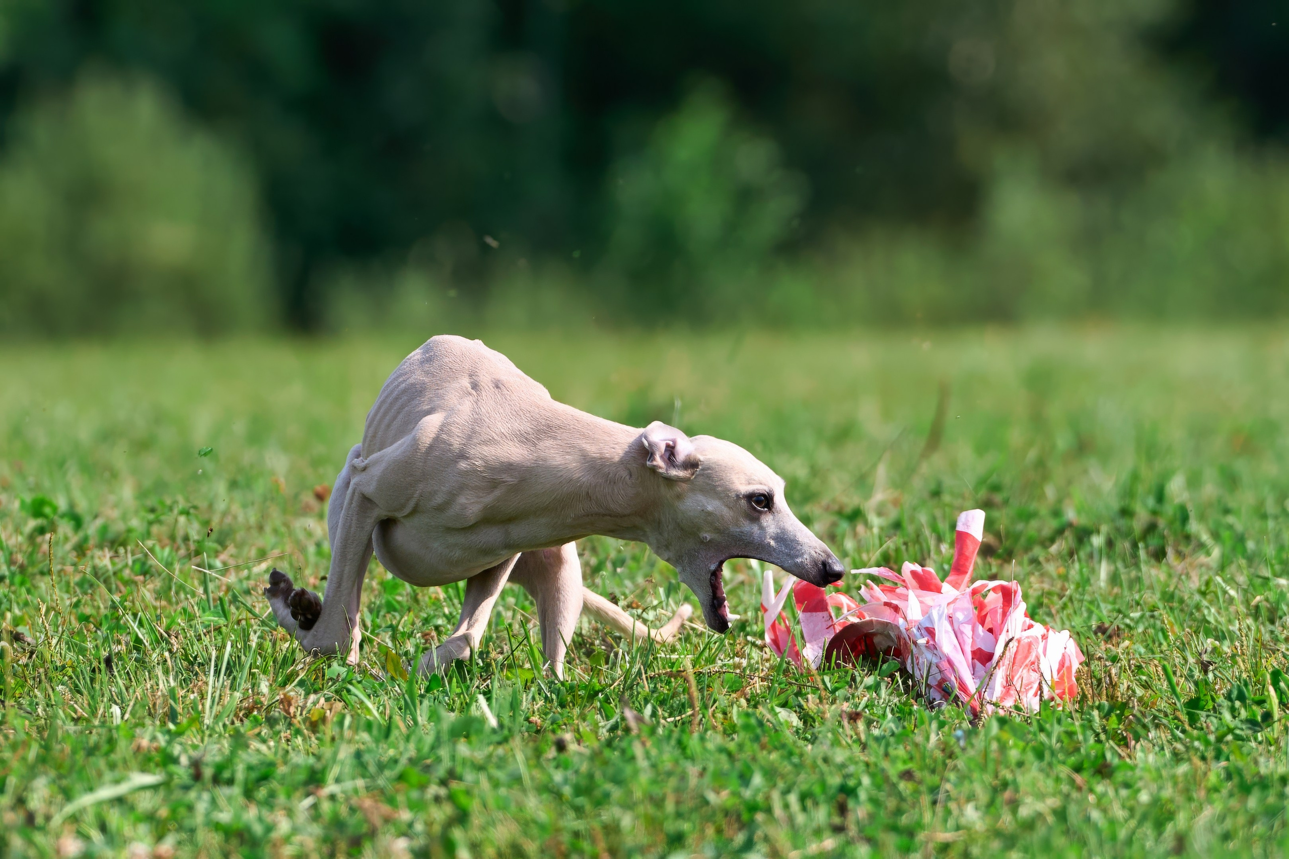 Тренировка в Донино. Фотограф-анималист Михаил Манухин