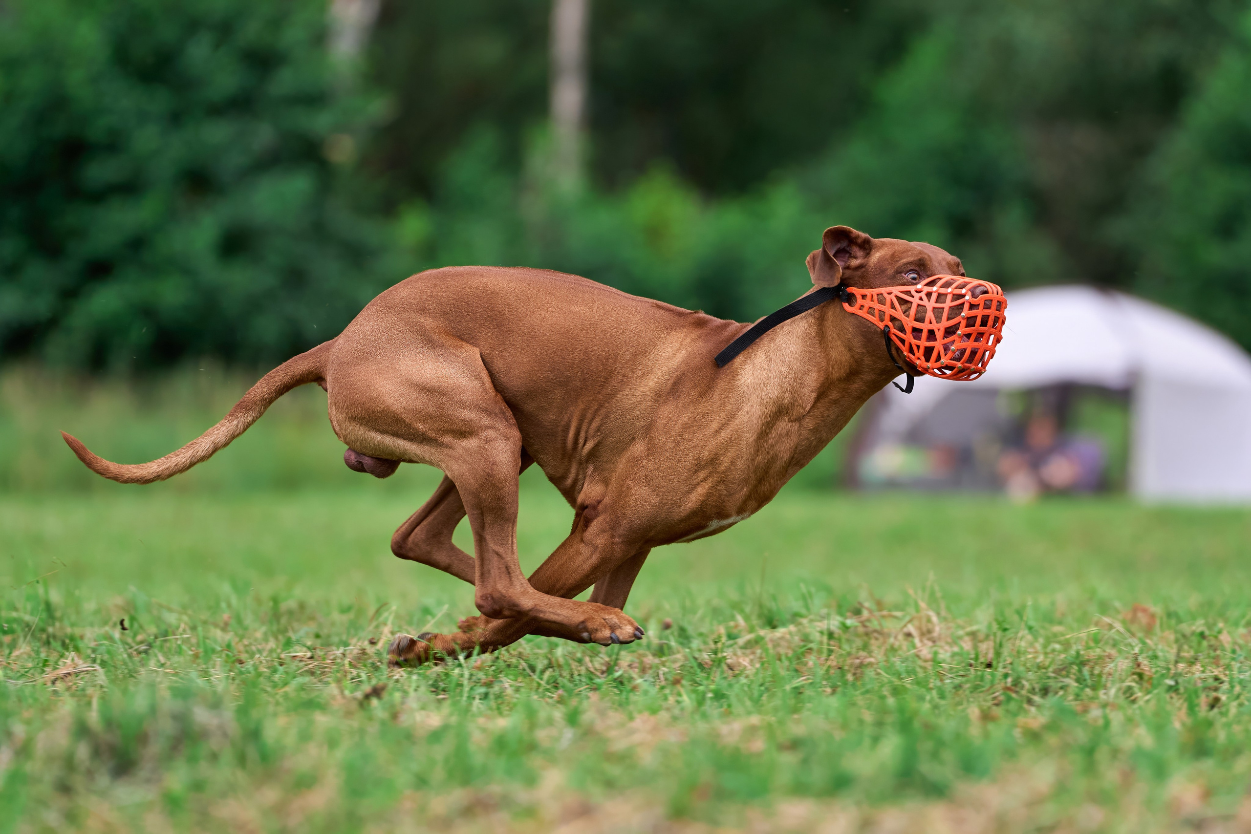 Тренировка в Донино. Фотограф-анималист Михаил Манухин