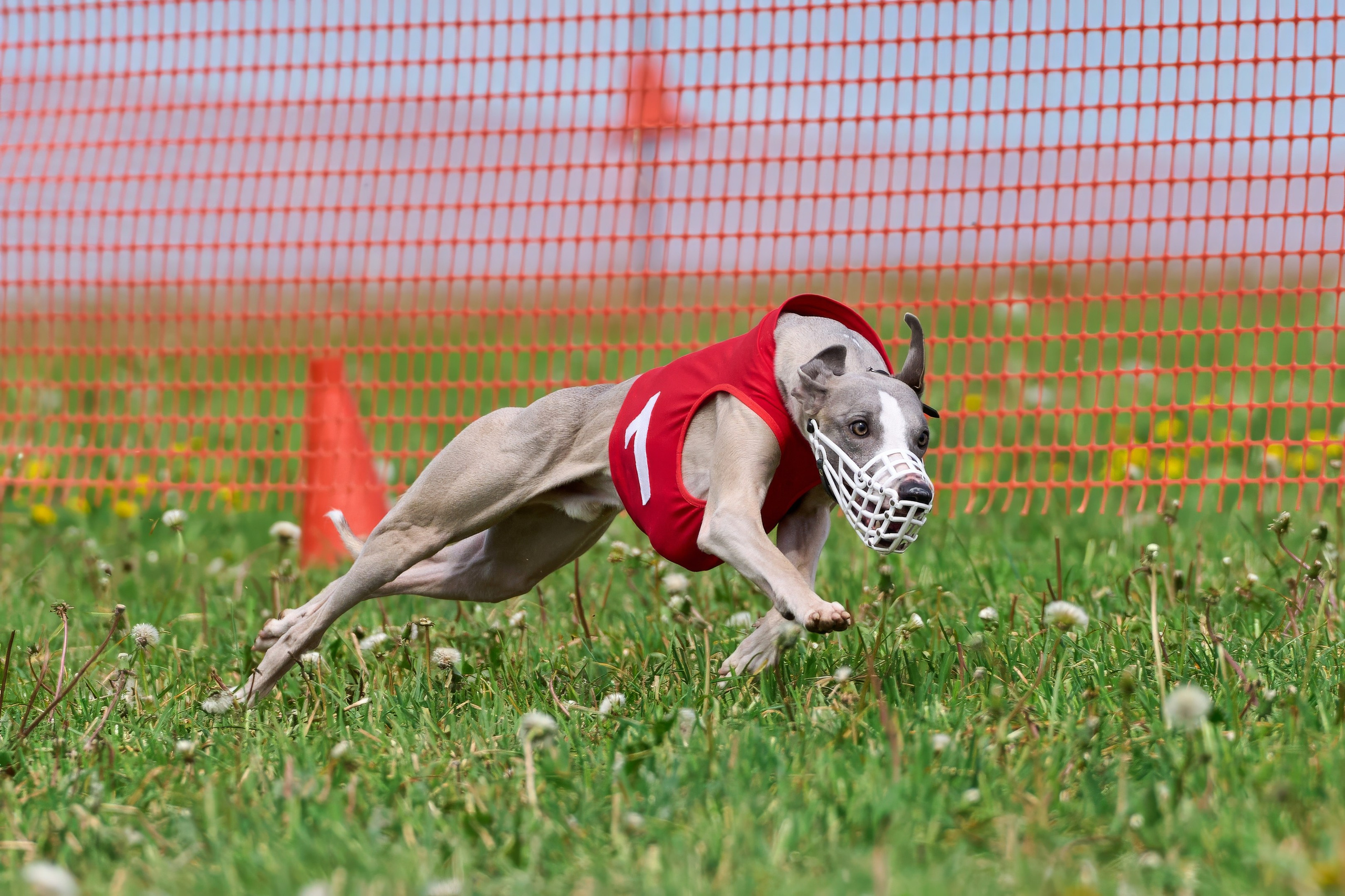 Квалификация по рейсингу. РАЛББ и Курсинг на Ярославке. Фотограф-анималист Михаил Манухин