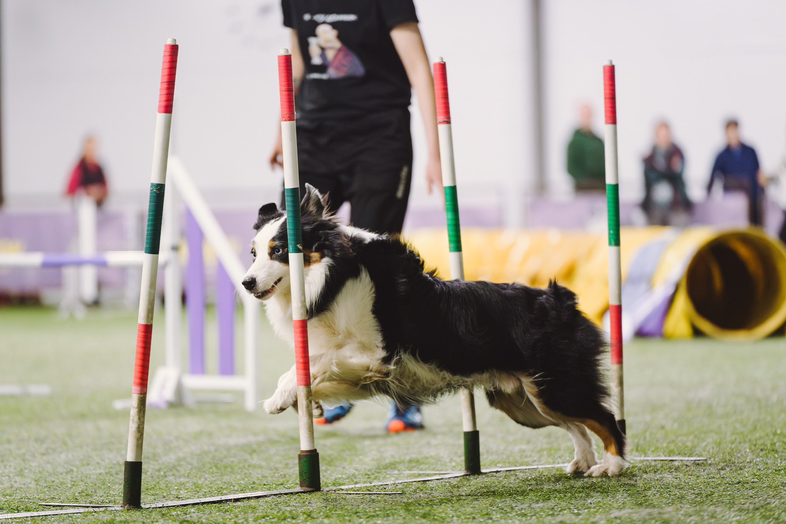 Гелий. BLGKV питомник собак