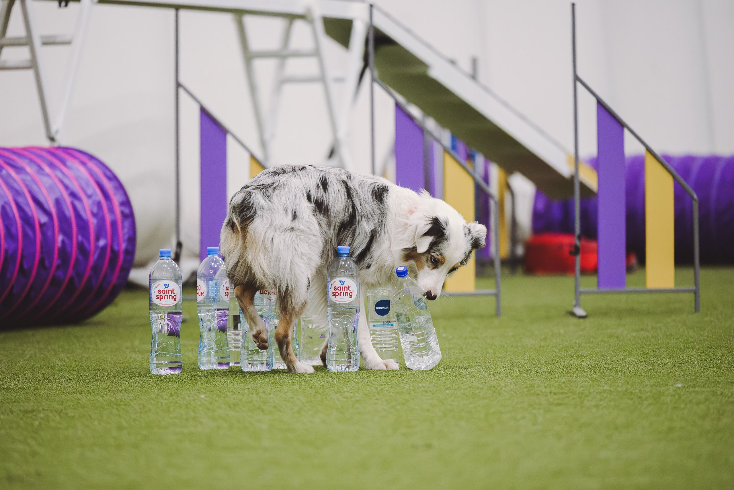 Кайса. BLGKV питомник собак