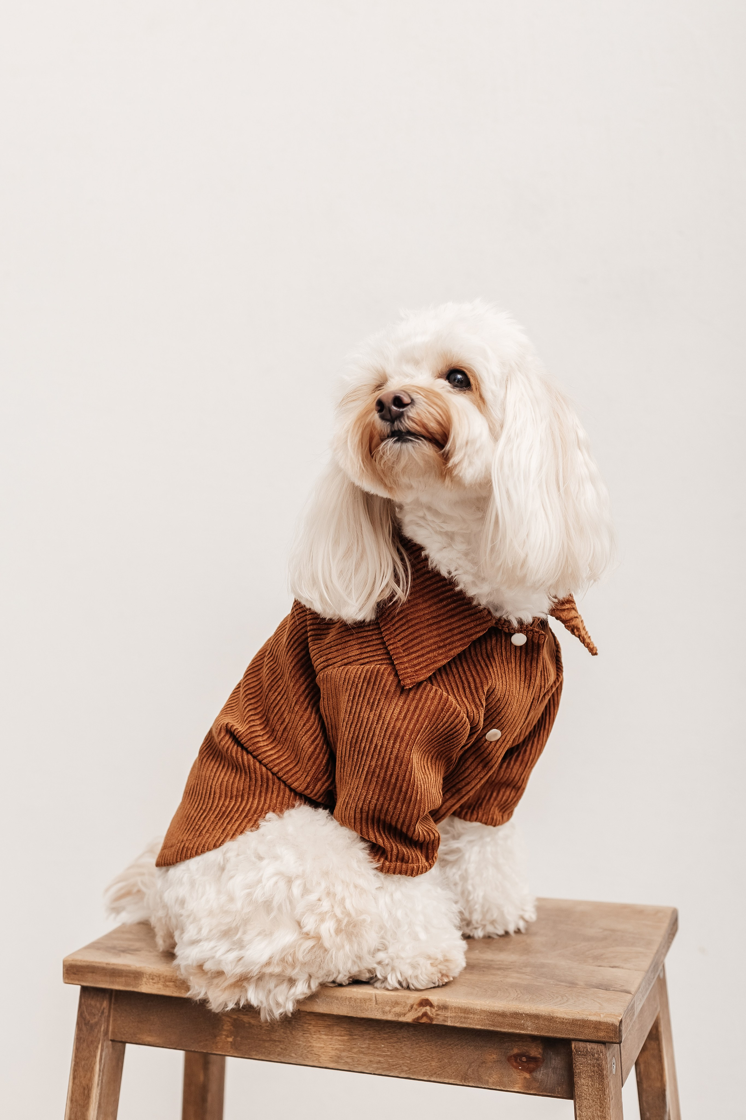 Портфолио animal. Фотограф — анималист Маргарита Хелбен Краснодар