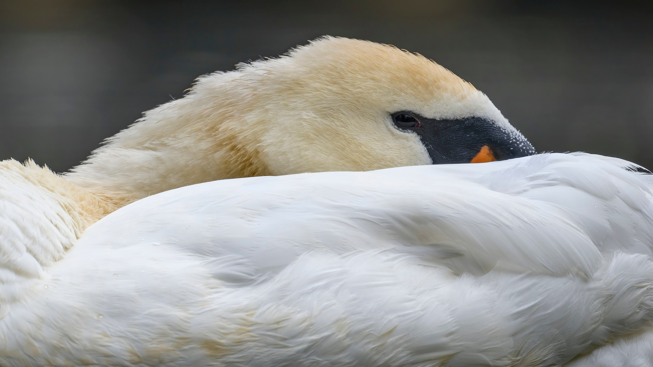 ГБС, Москва. Фотограф Сергей Пупонин
