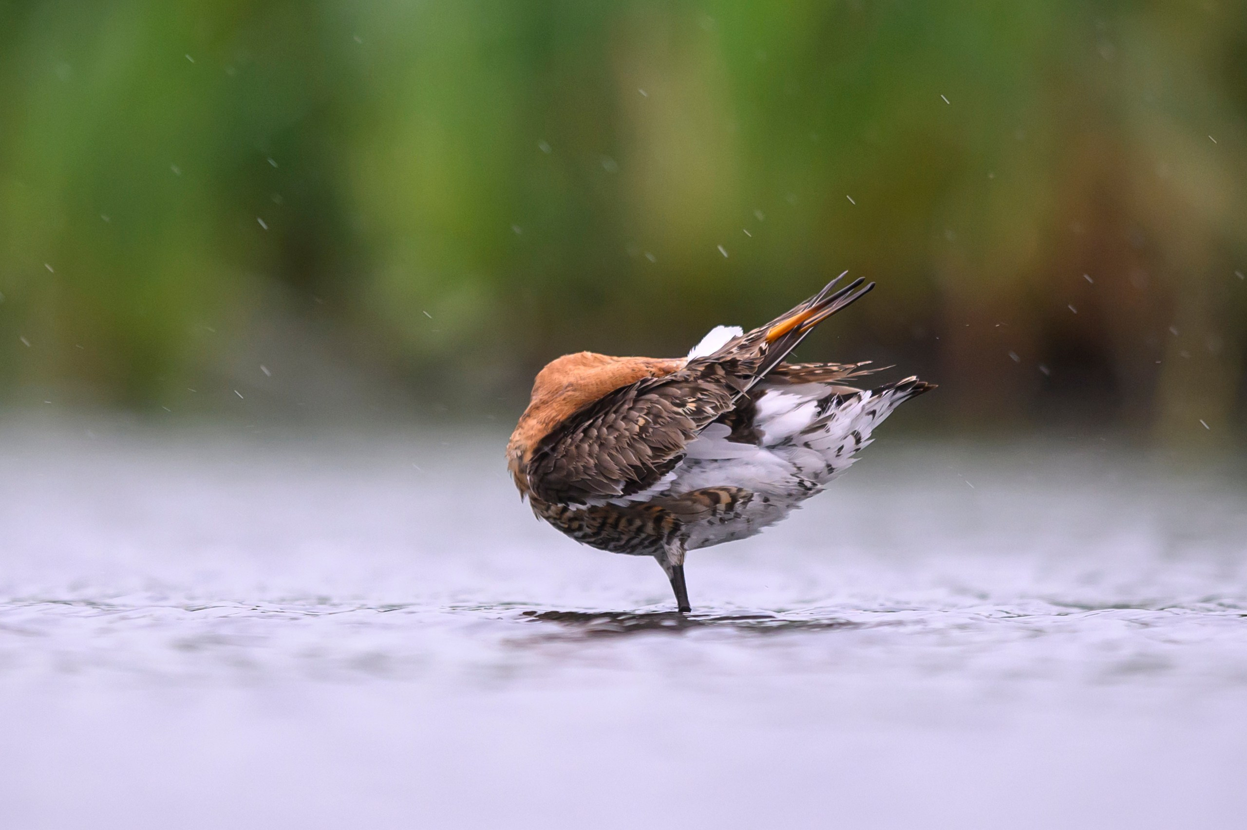 Поручейники и большой веретенник. Wildlife photography by Sergey Puponin