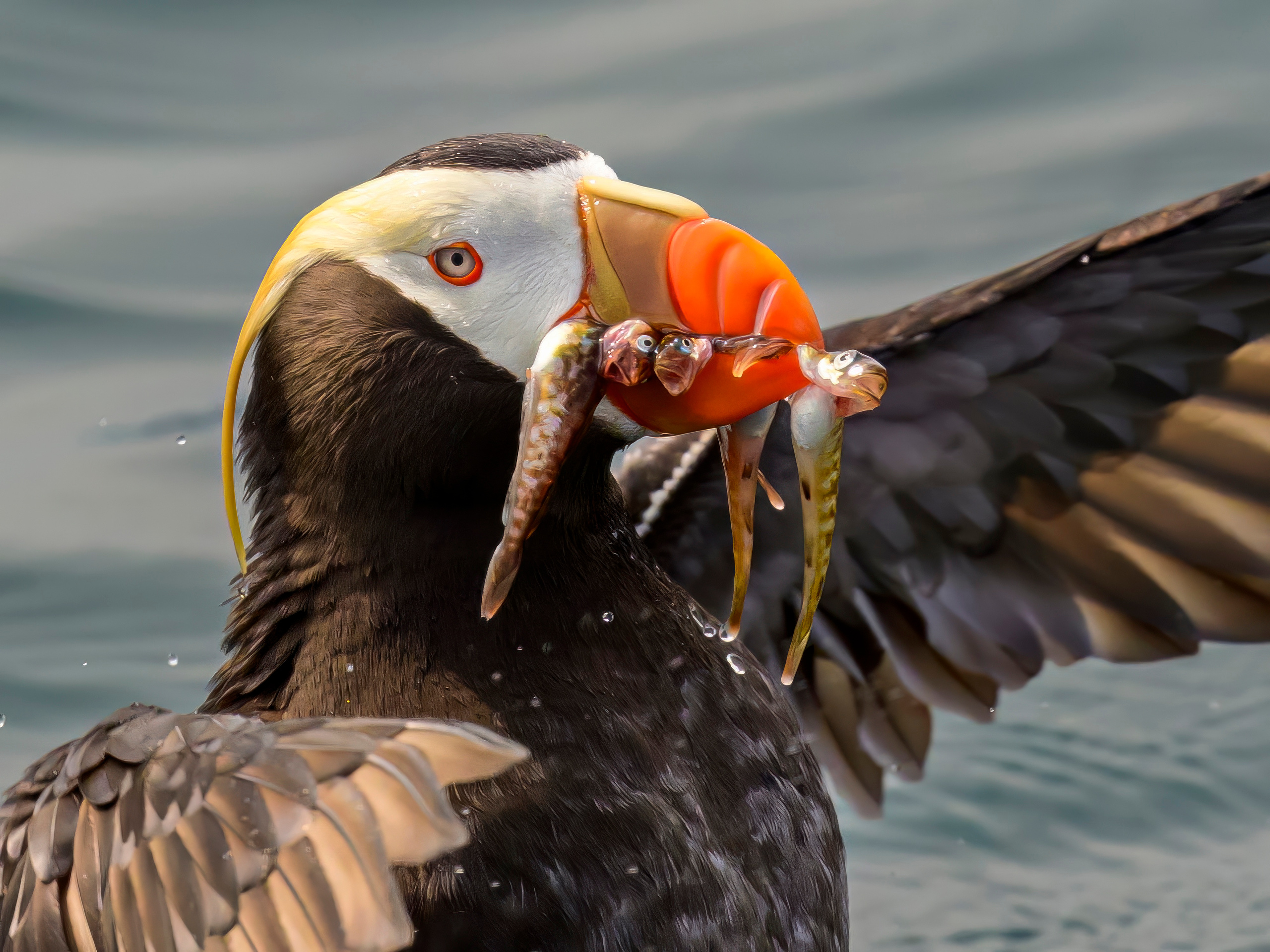 Анималистика. Фотограф Сергей Пупонин