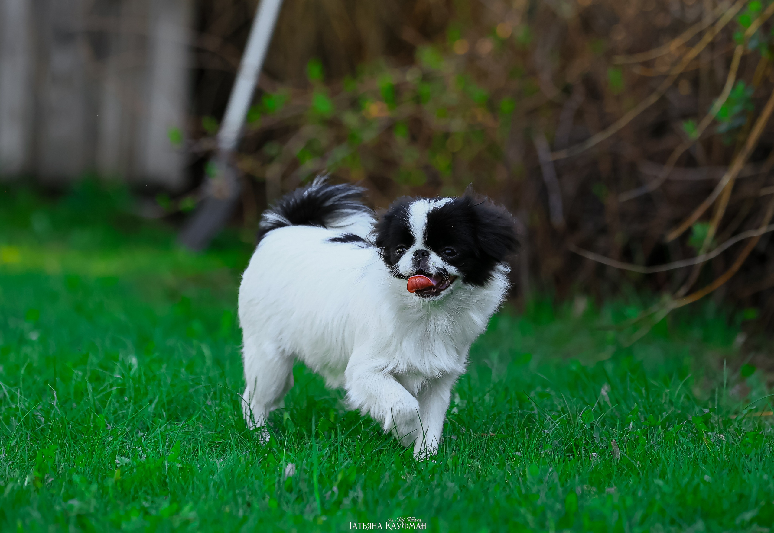 Японский хин, фотография японский хин, собака в цветах, красивая собака, фотограф анималист, фотокурс Анималистика, научиться фотографировать собак, фотограф Новосибирск
