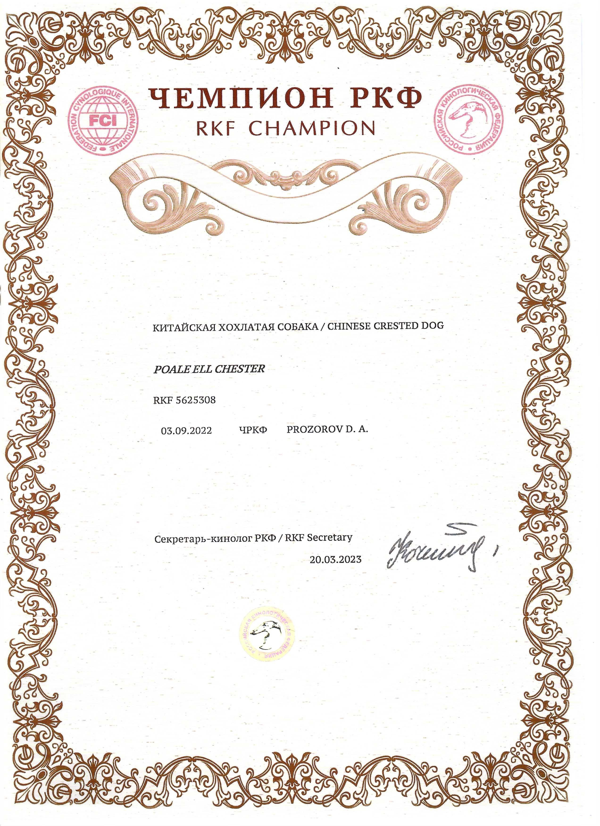 Poale Ell Chester. Питомник китайских хохлатых собак Poale Ell: купить щенка