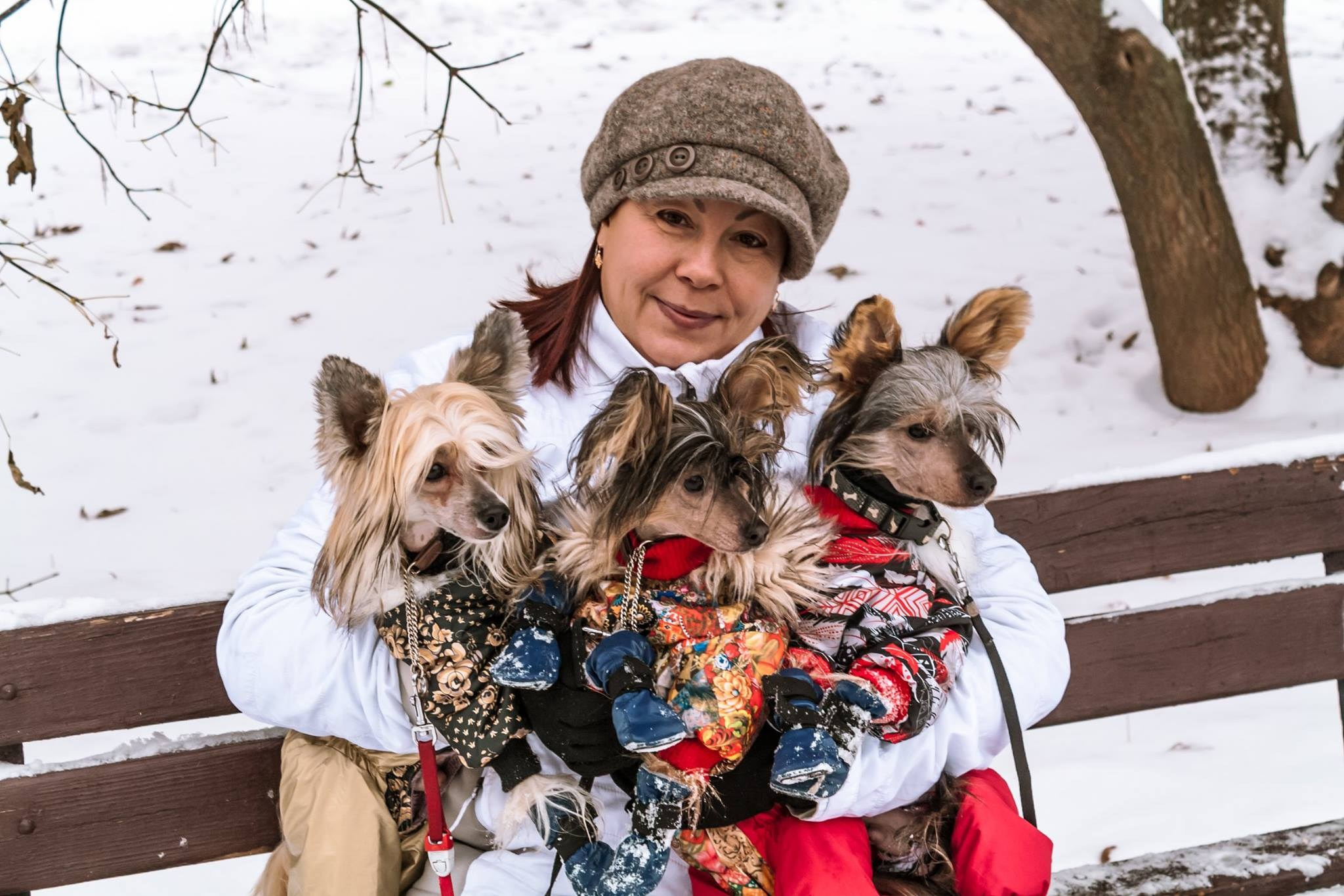 Alfa Laval De lux Supernova. Питомник китайских хохлатых собак Poale Ell: купить щенка в питомнике