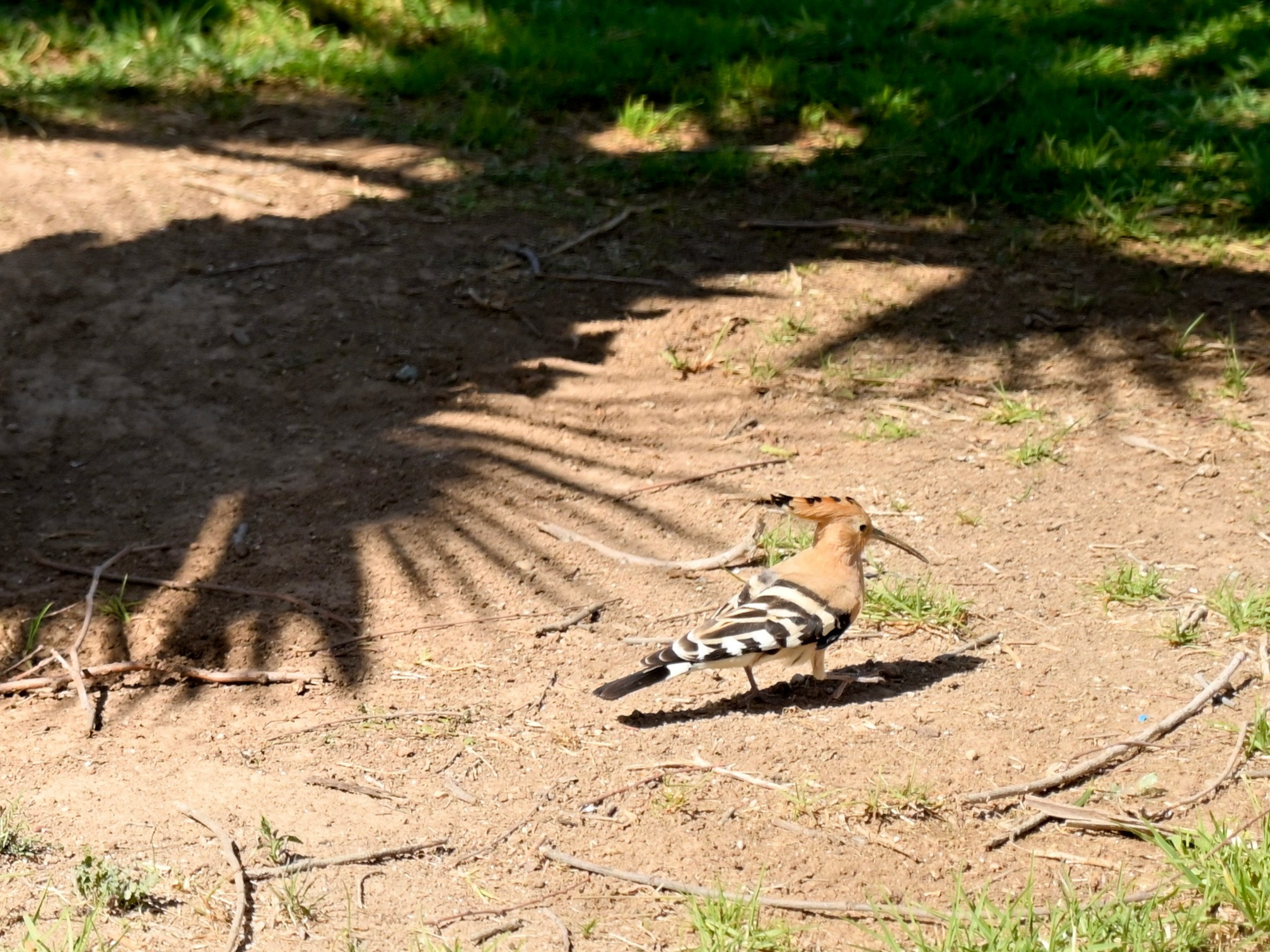Парки Валенсии. Гид и фотограф в Валенсии Новиков Михаил