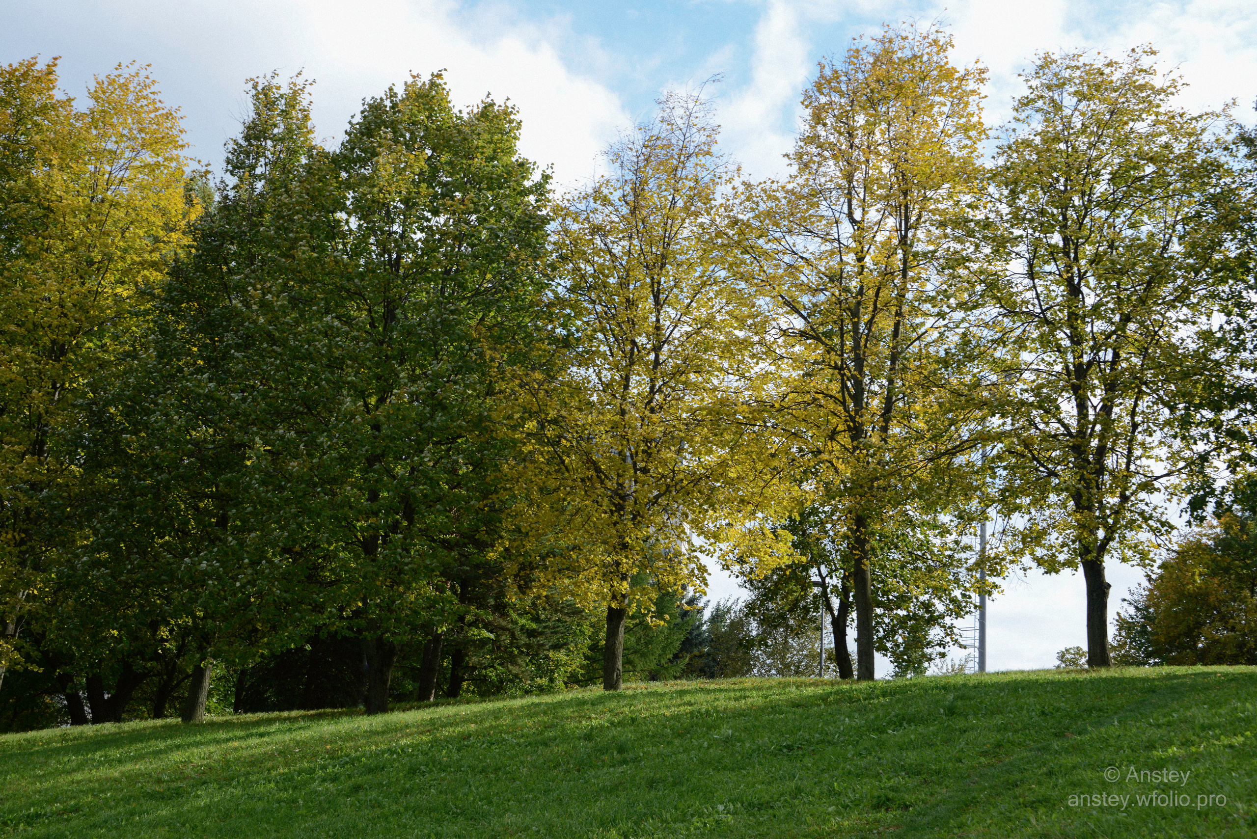 Trees on field against sky in a city park on a sunny day in autumn. Nature background.
