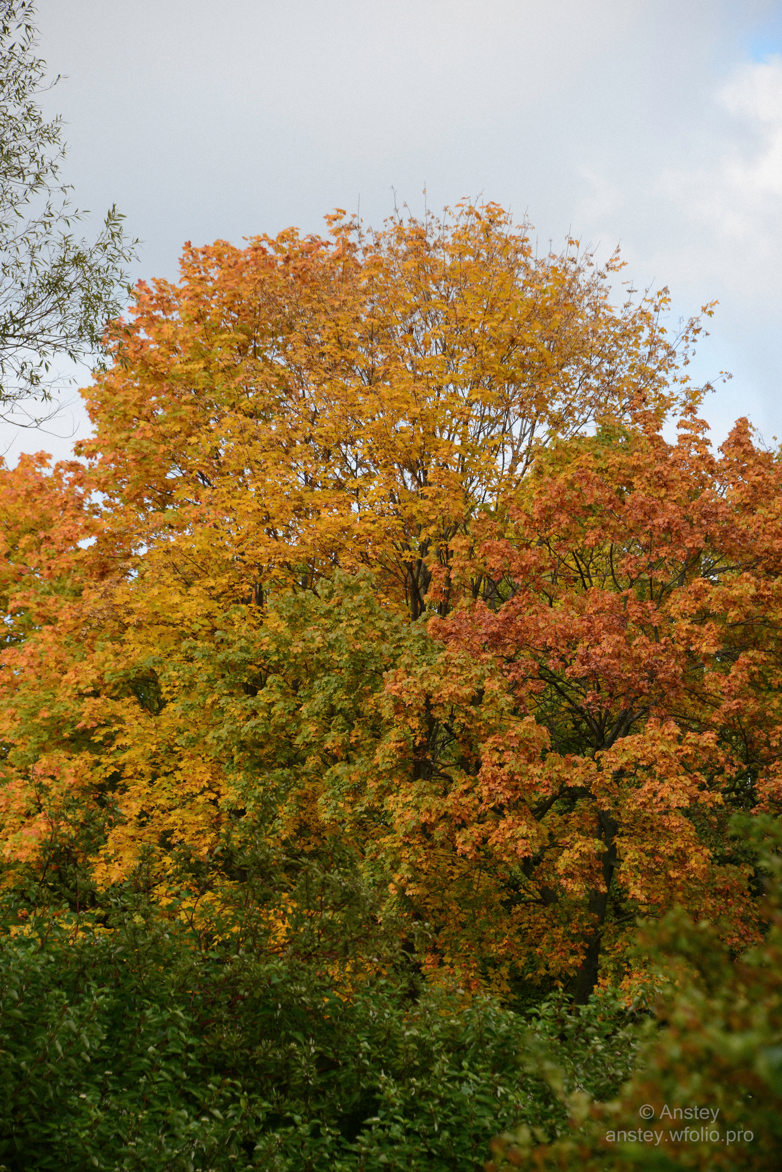 Low angle view of autumn trees against sky