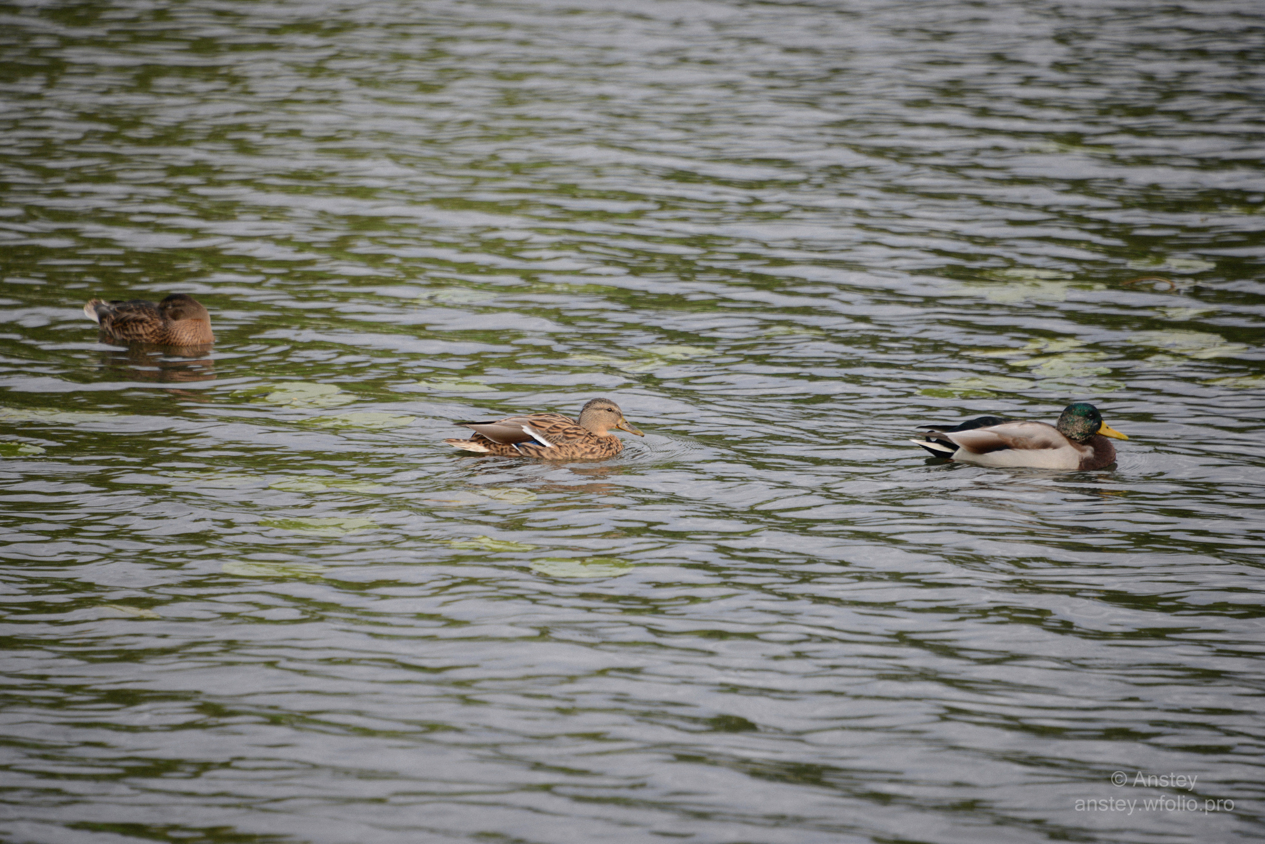 Three ducks swimming in a pond