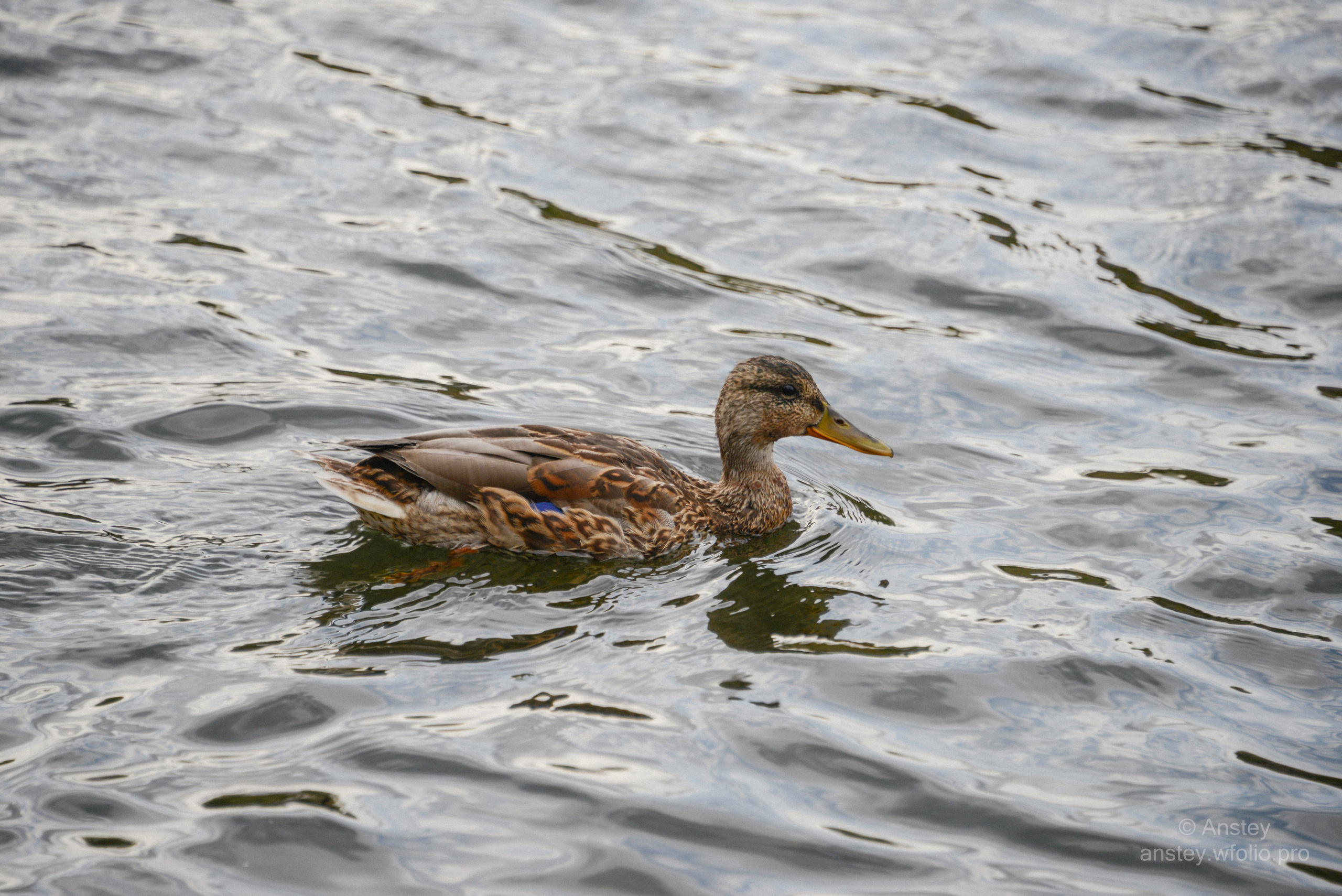 Close-up of a duck swimming in a pond