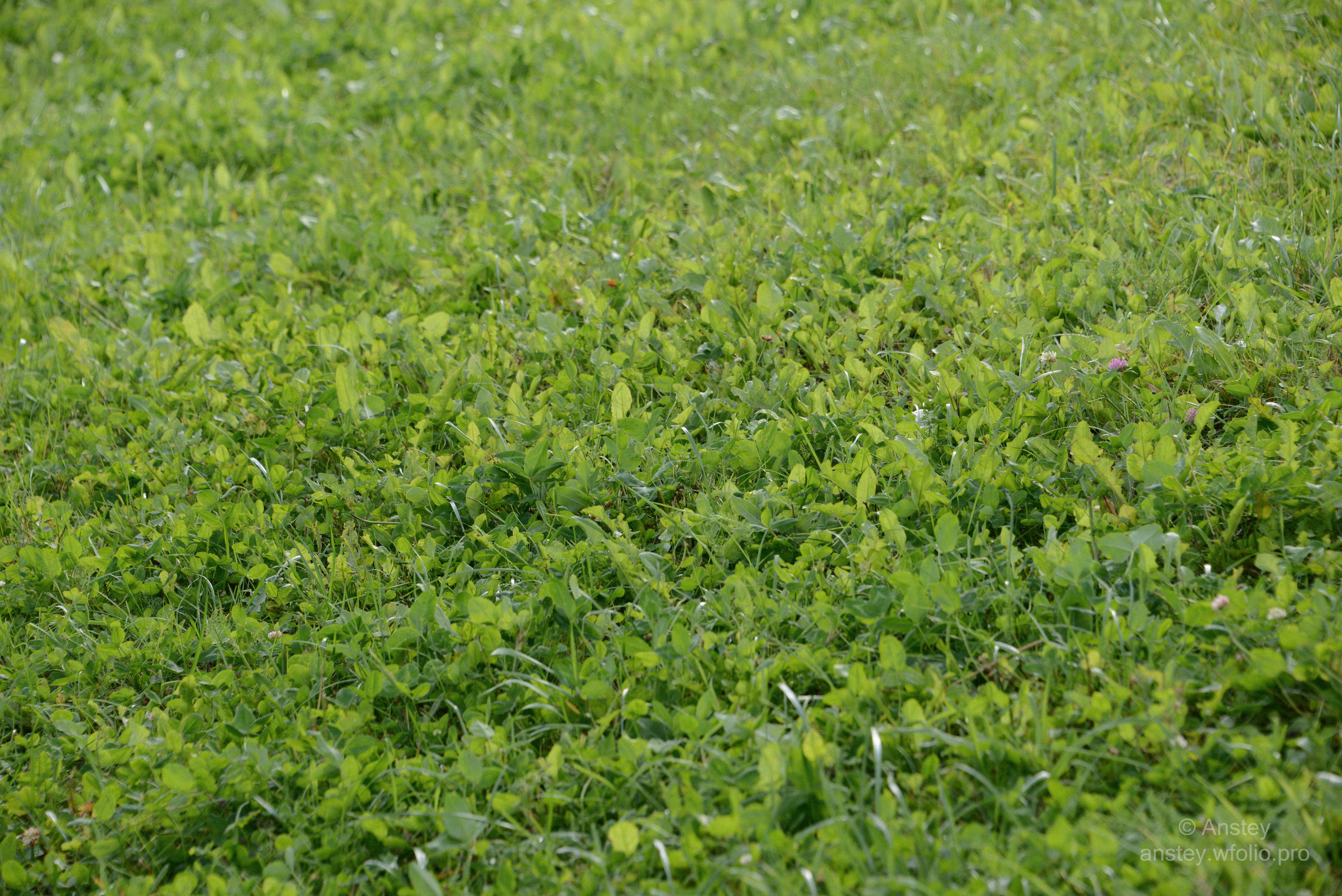 Full frame shot of fresh bright green grassy field, nature background