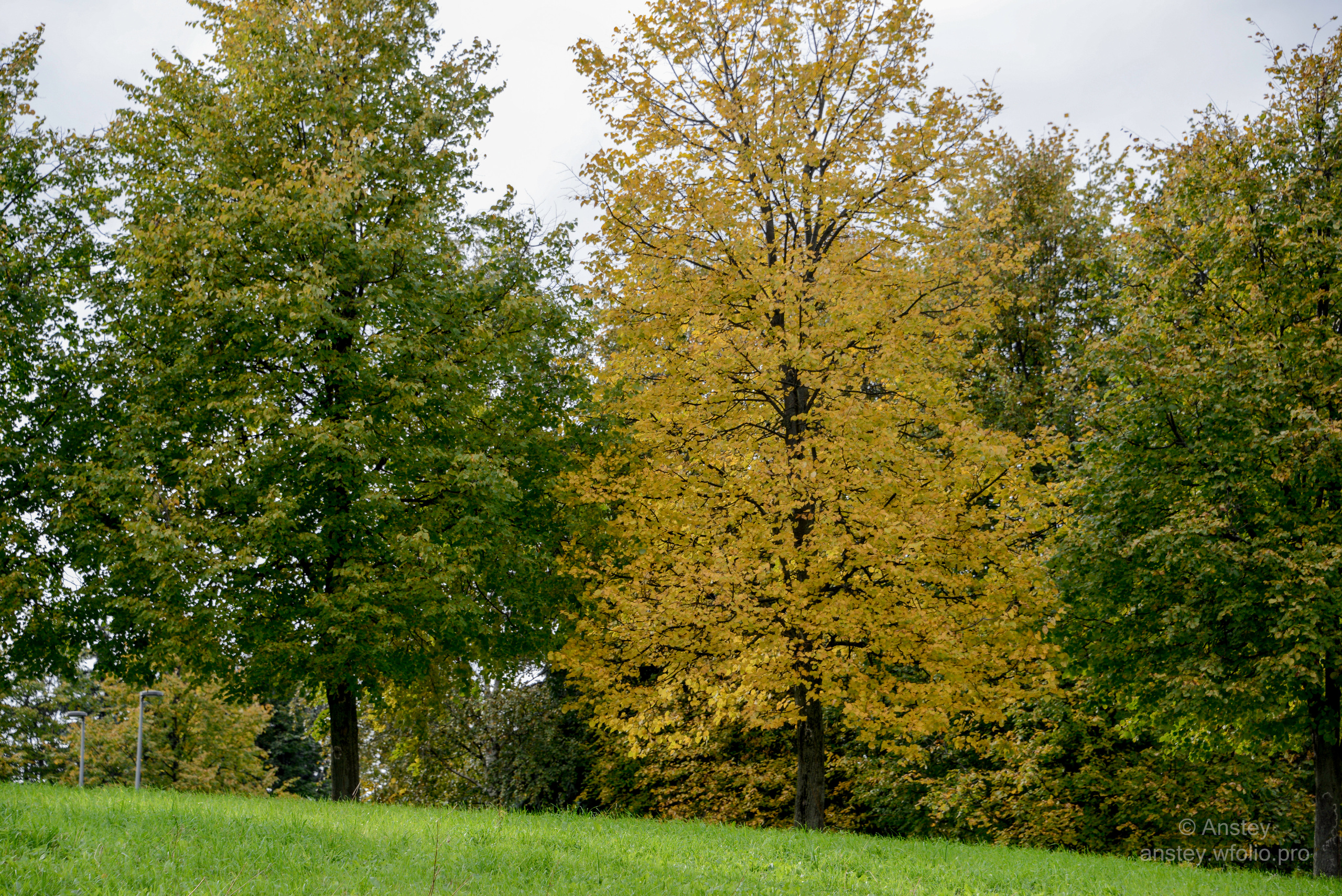 Trees on field against sky during autumn