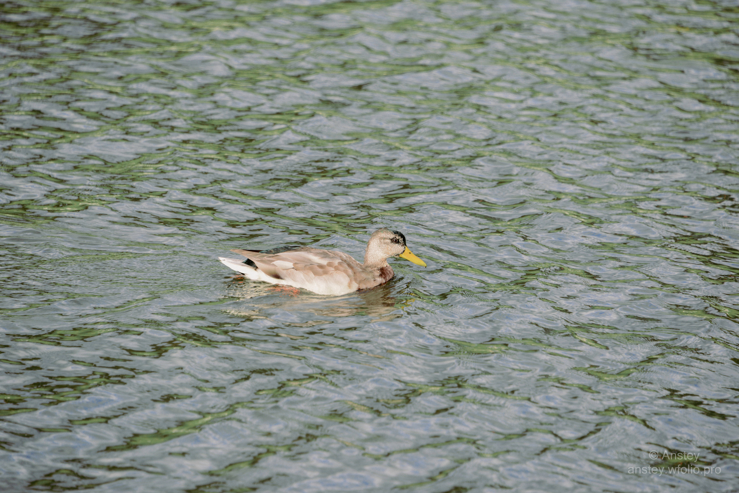 Close-up of a duck swimming in a pond