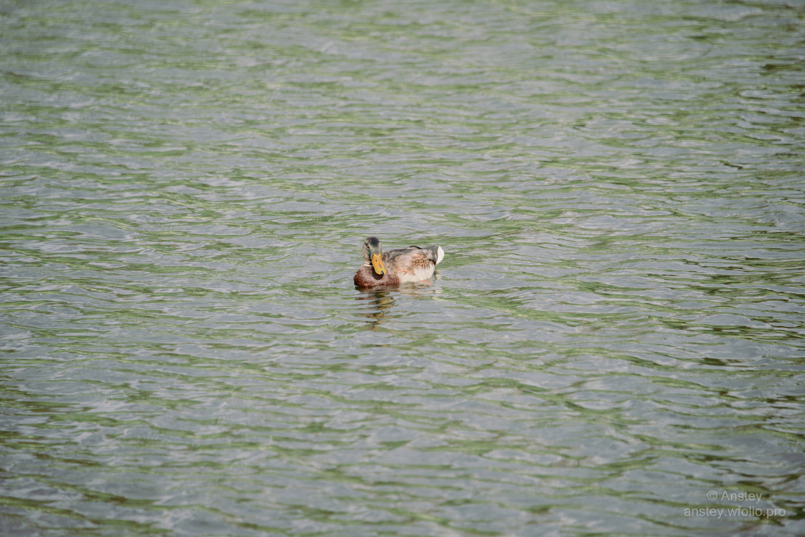 A duck swimming in a pond