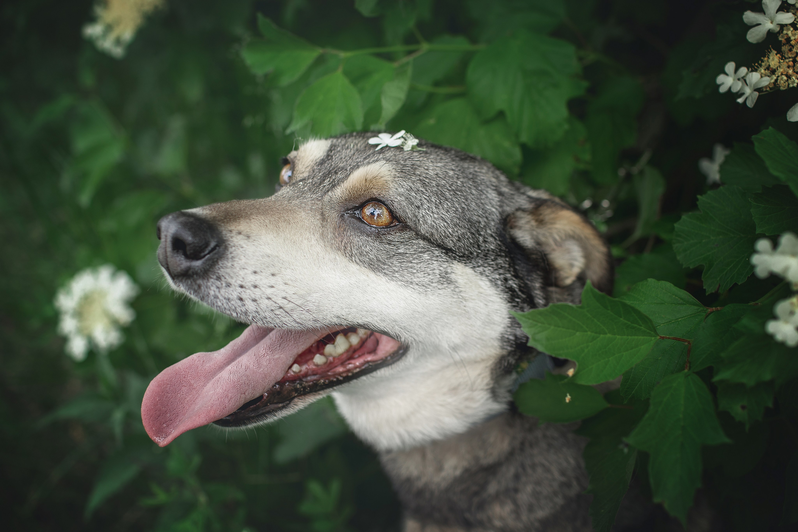 ИЩУТ ДОМ. Фотограф-анималист в Москве и Подмосковье