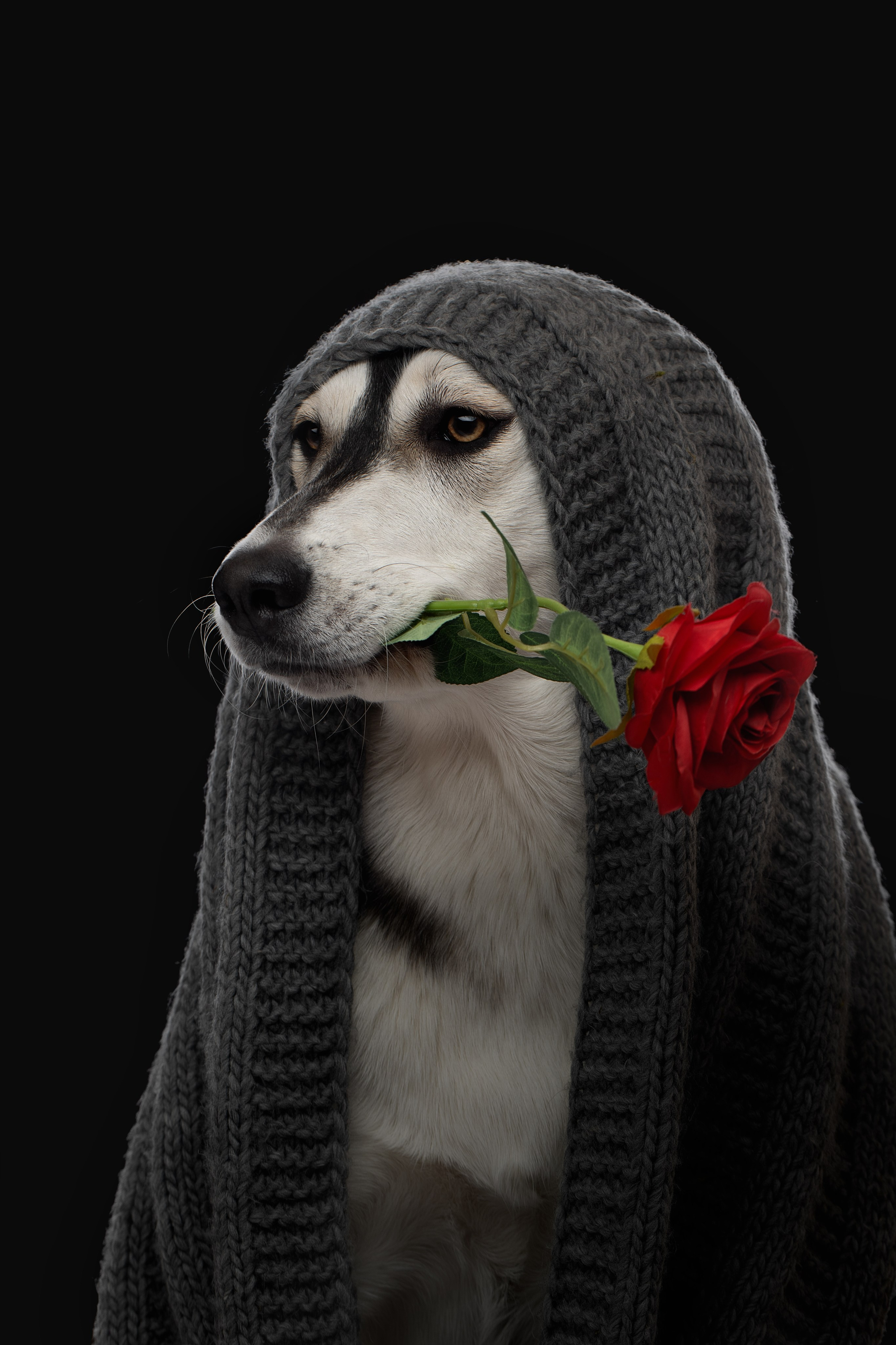 Фотограф анималист в Санкт-Петербурге Светлана Писарева