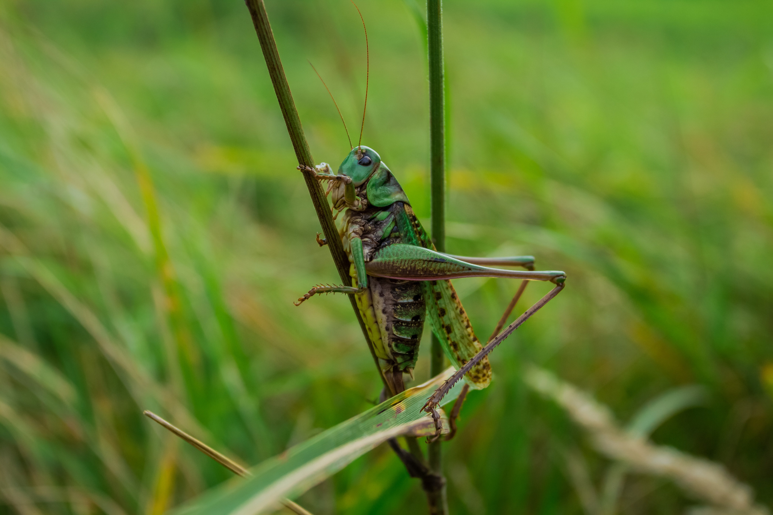 30. Кузнечик. Август, 2024 год. Фотограф Переверзева Анна Екатеринбург