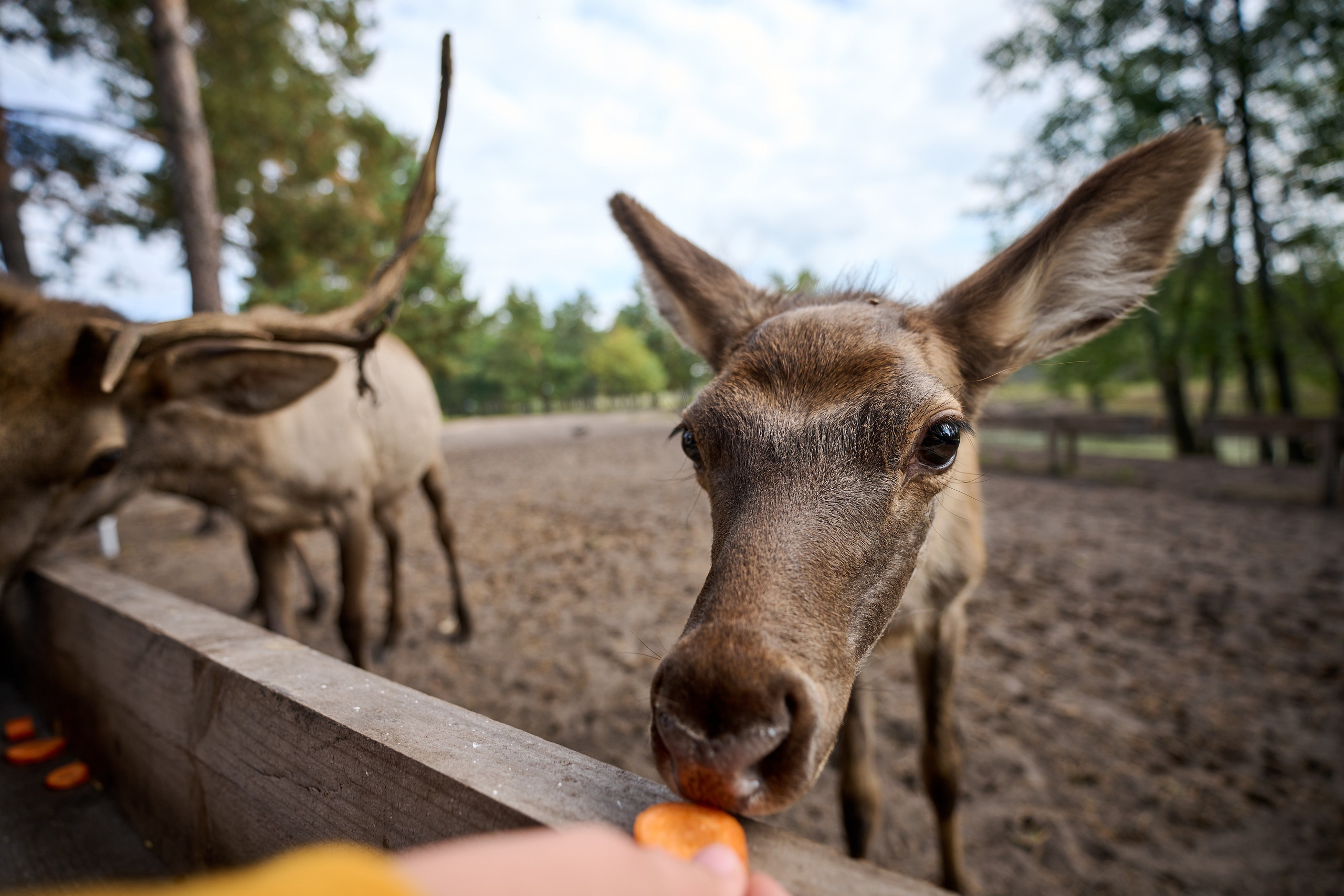 Кречет. Фотосъемка мероприятий