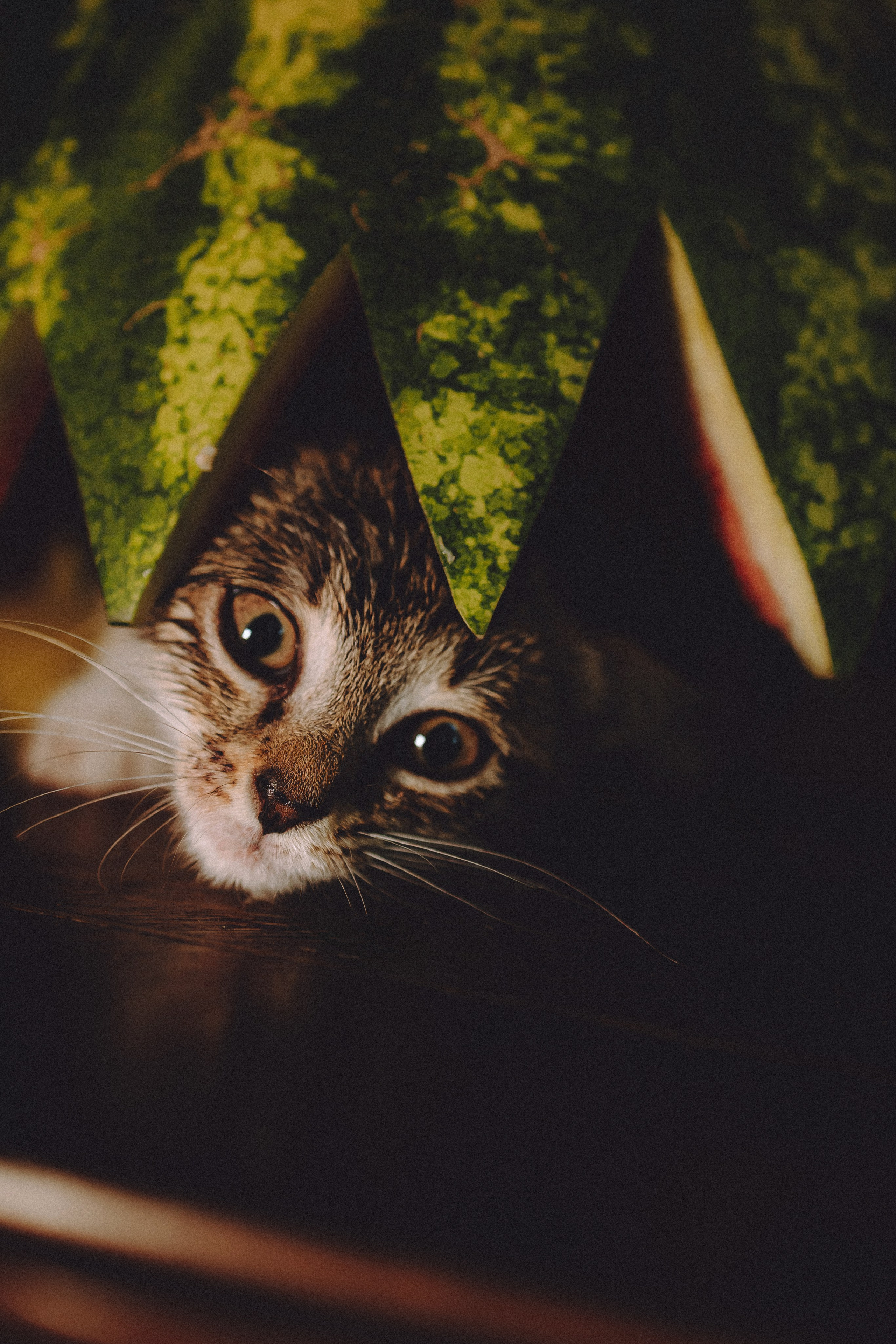 Более 30 идей для фотосессии с котенком